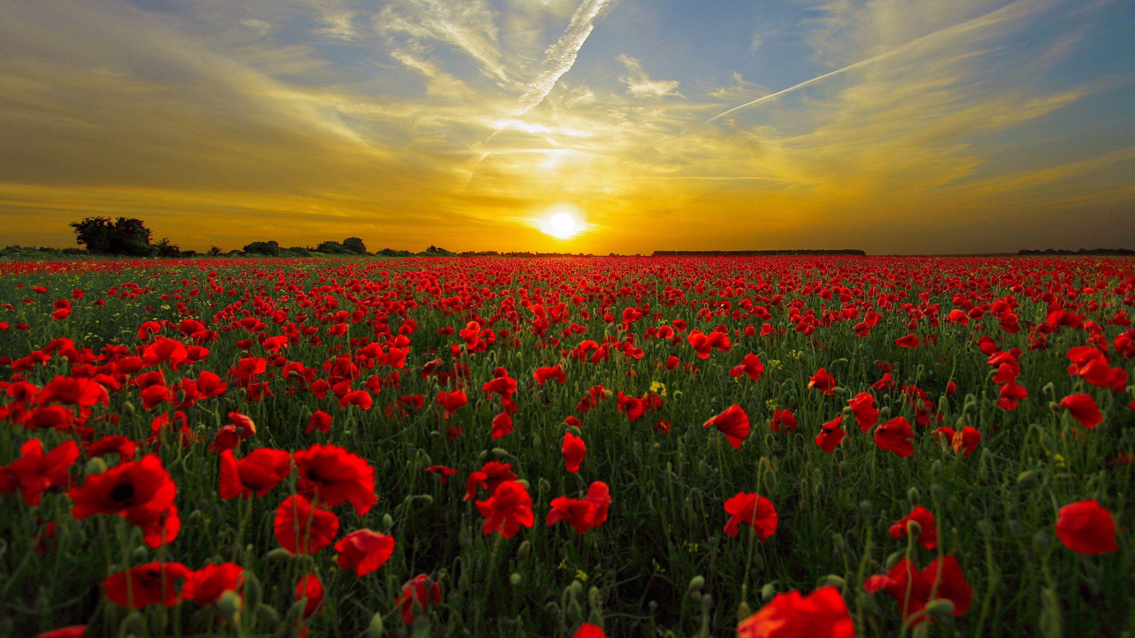 Poppy Flower Field Wallpapers