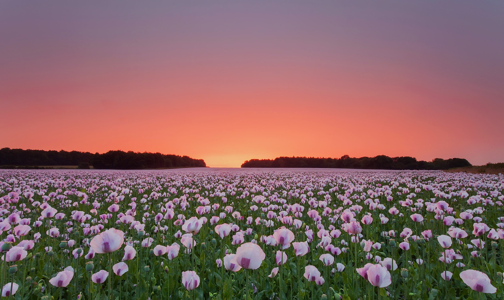 Poppy Flower Field Wallpapers