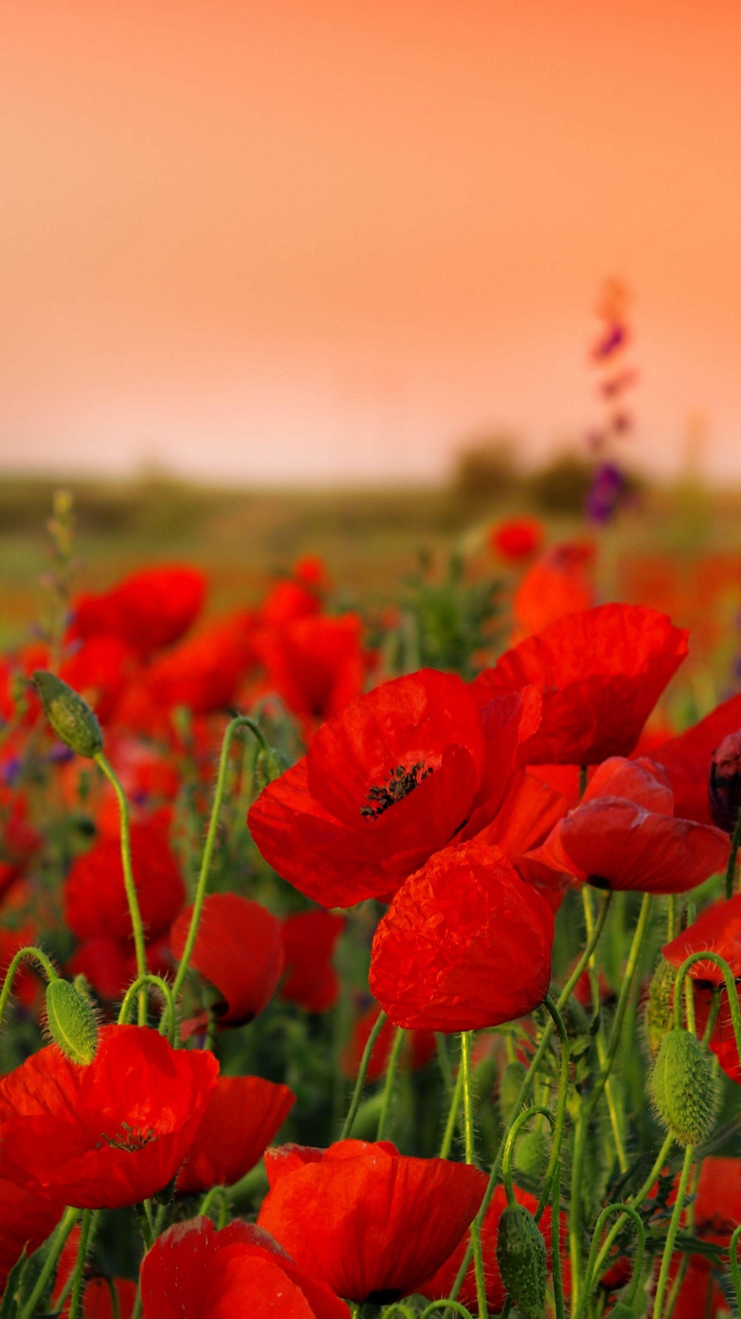 Poppy Flower Field Wallpapers