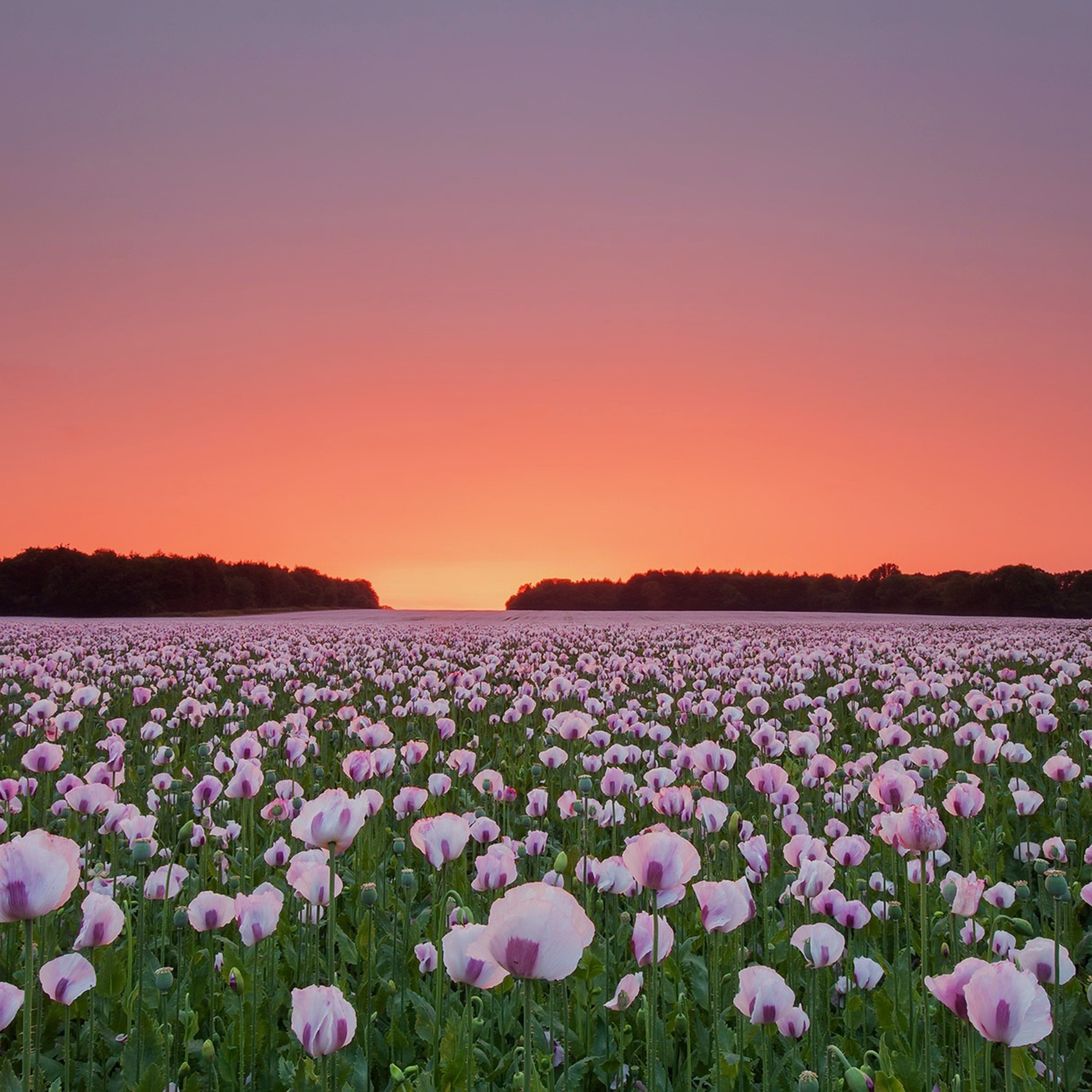 Poppy Flower Field Wallpapers