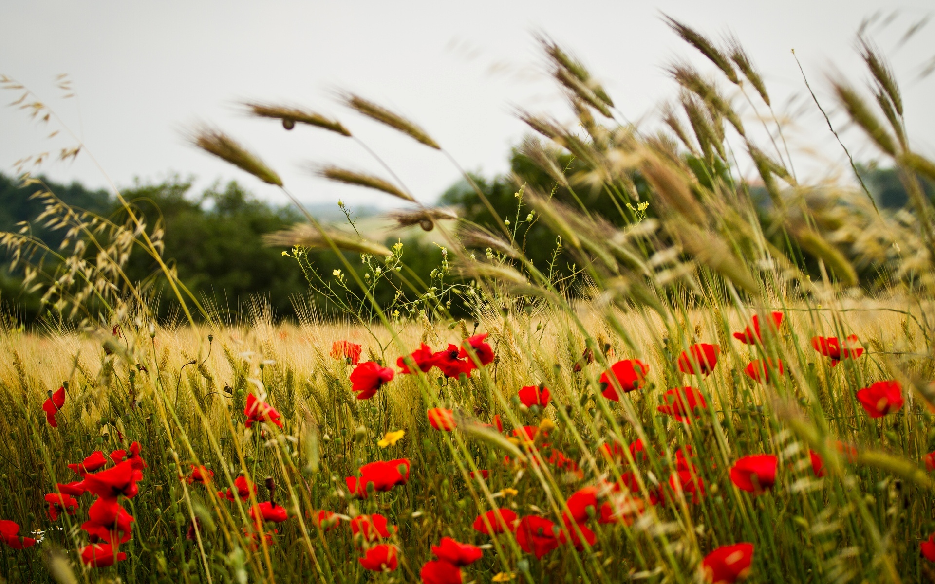 Poppy Flower Field Wallpapers