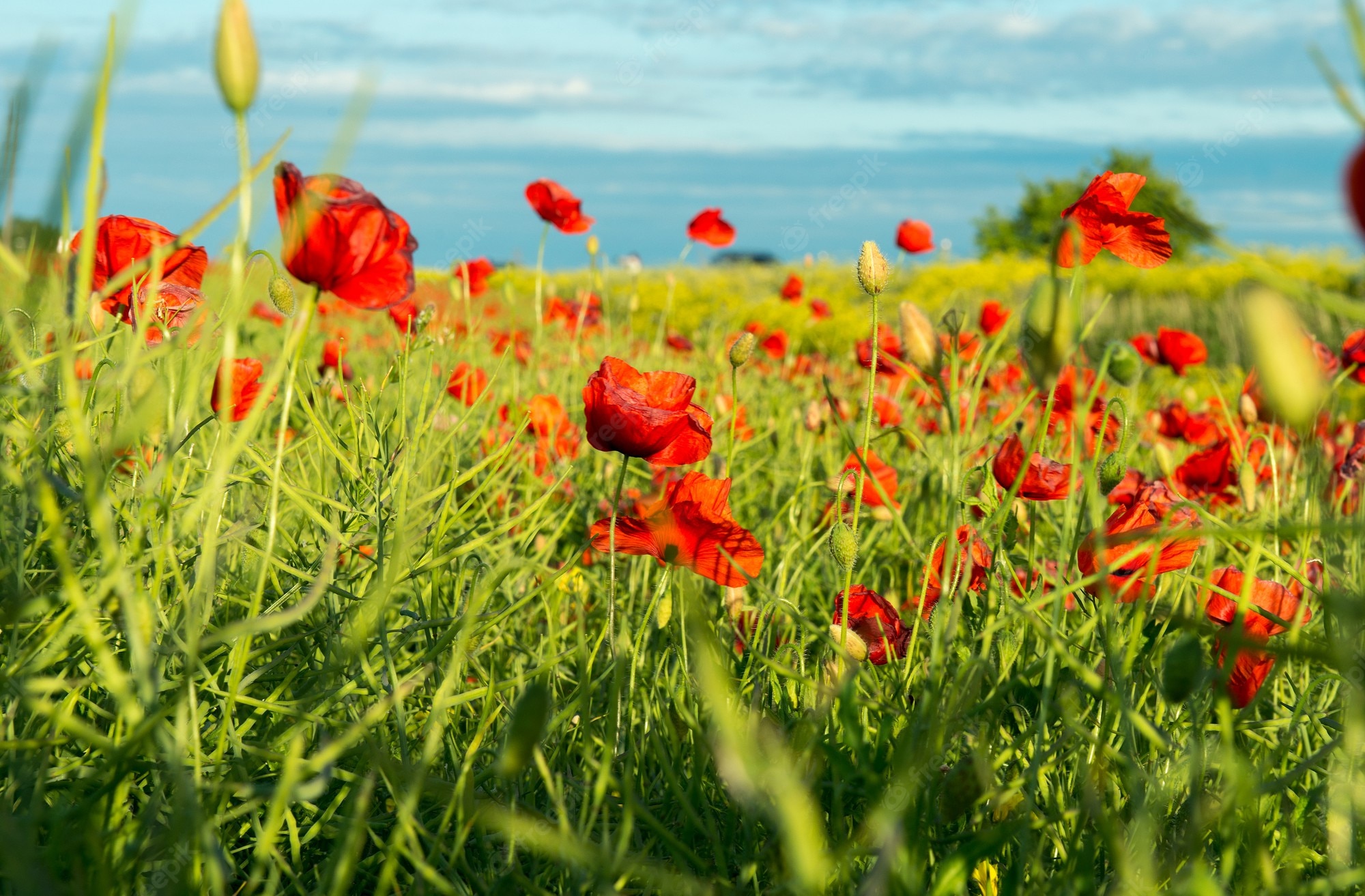 Poppy Flower Field Wallpapers