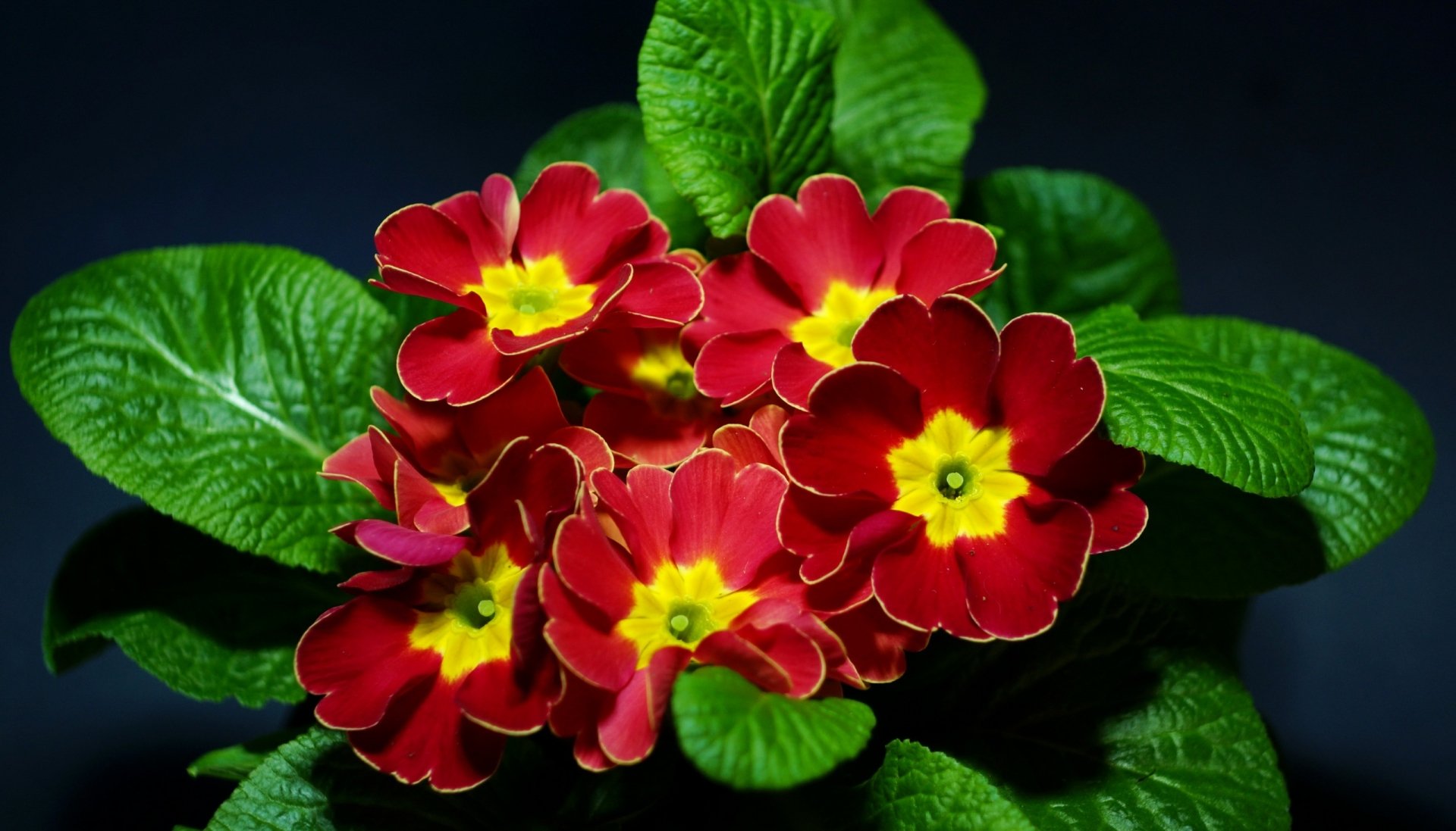 Primula Wallpapers