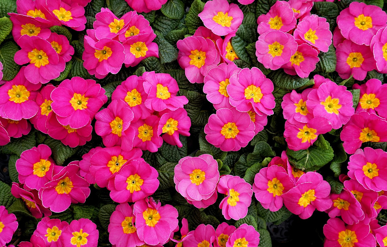 Primula Wallpapers