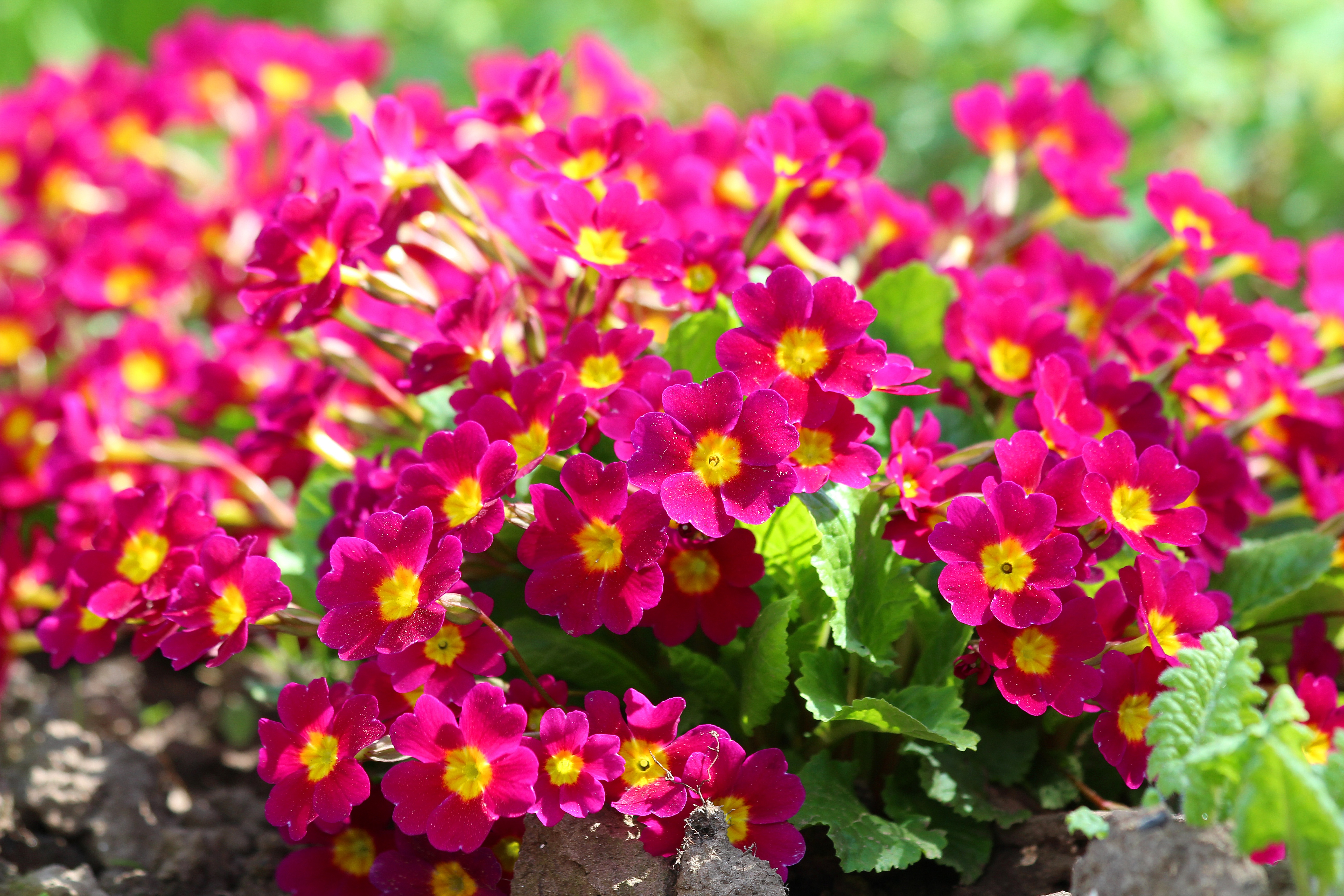 Primula Wallpapers