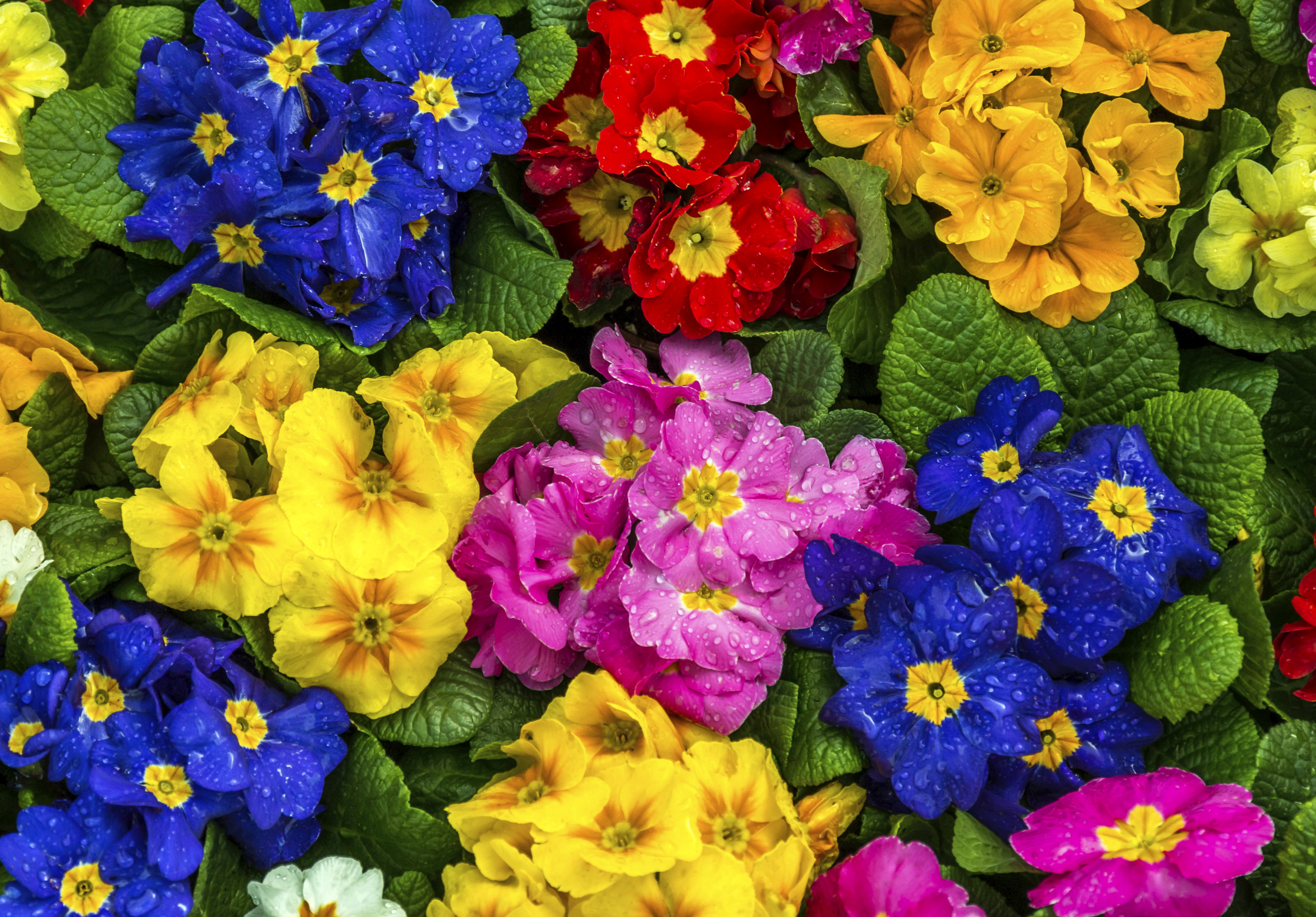 Primula Wallpapers