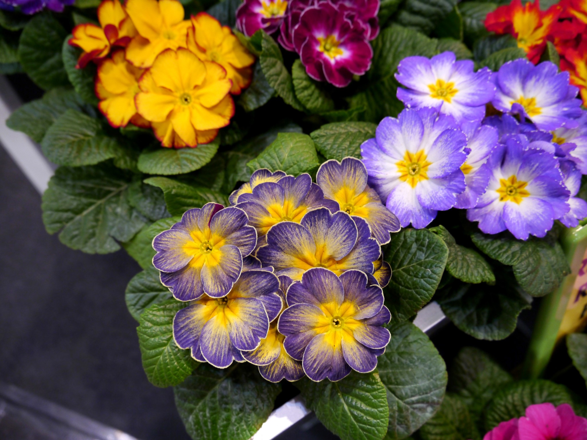 Primula Wallpapers