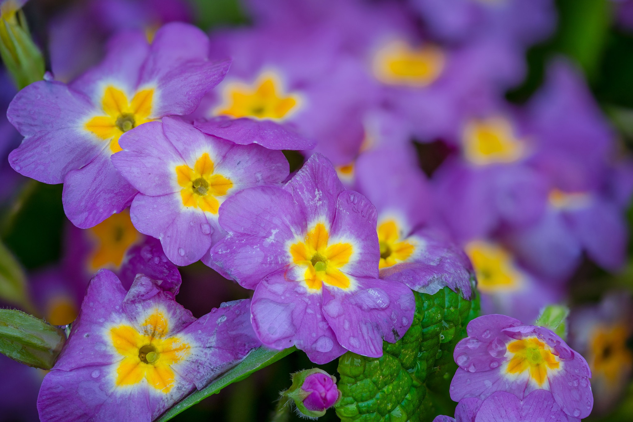 Primula Wallpapers