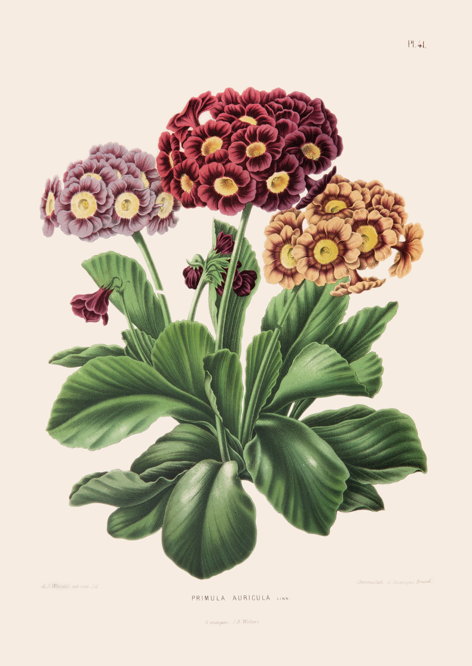 Primula Wallpapers