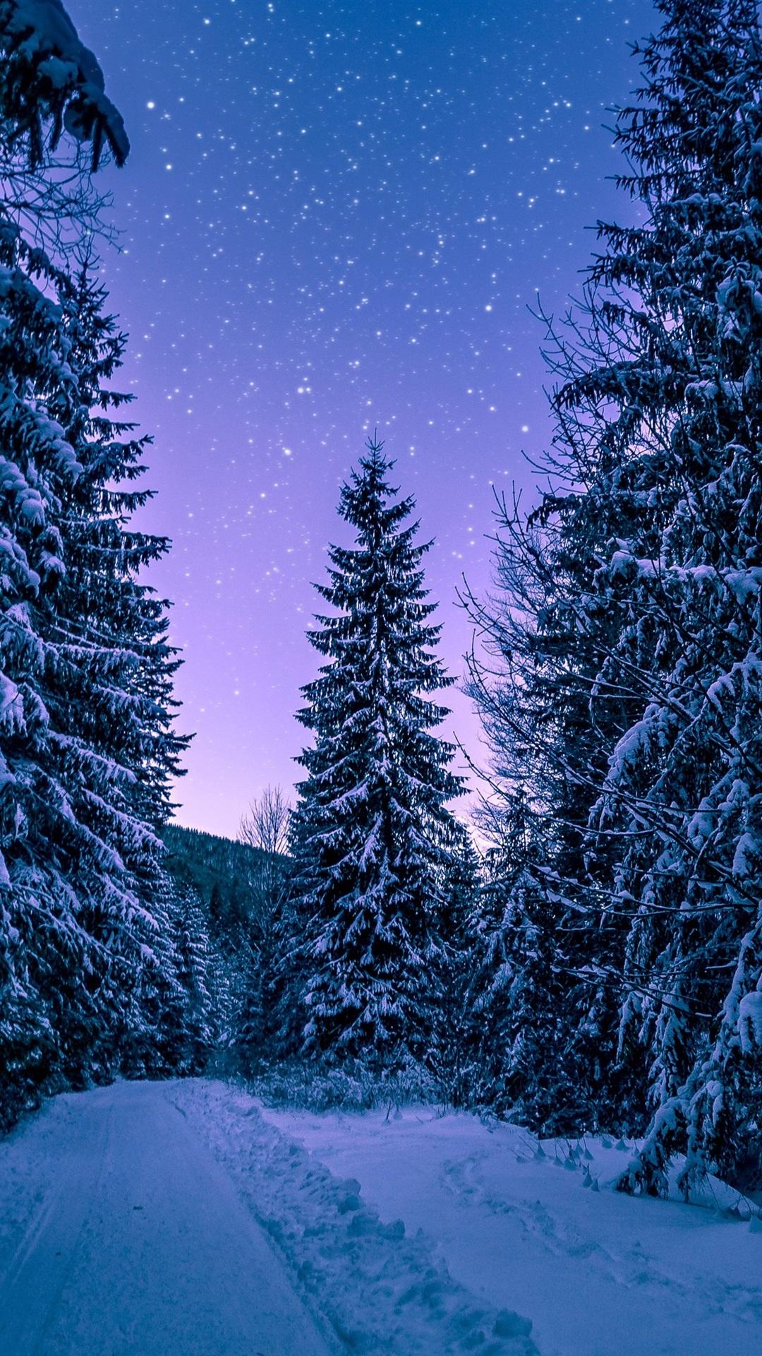 Purple Winter Forest Wallpapers