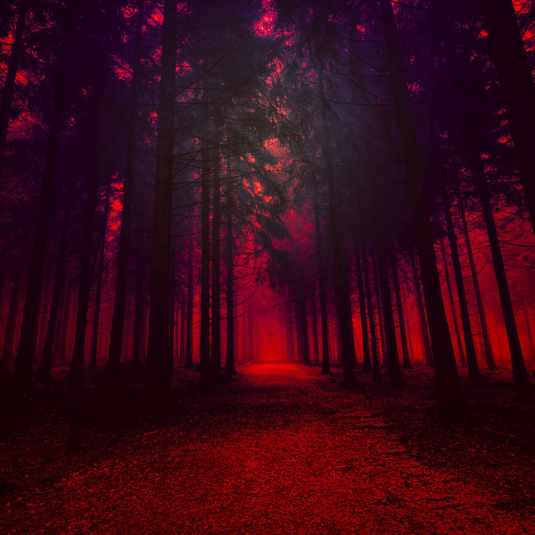 Red Forest Wallpapers