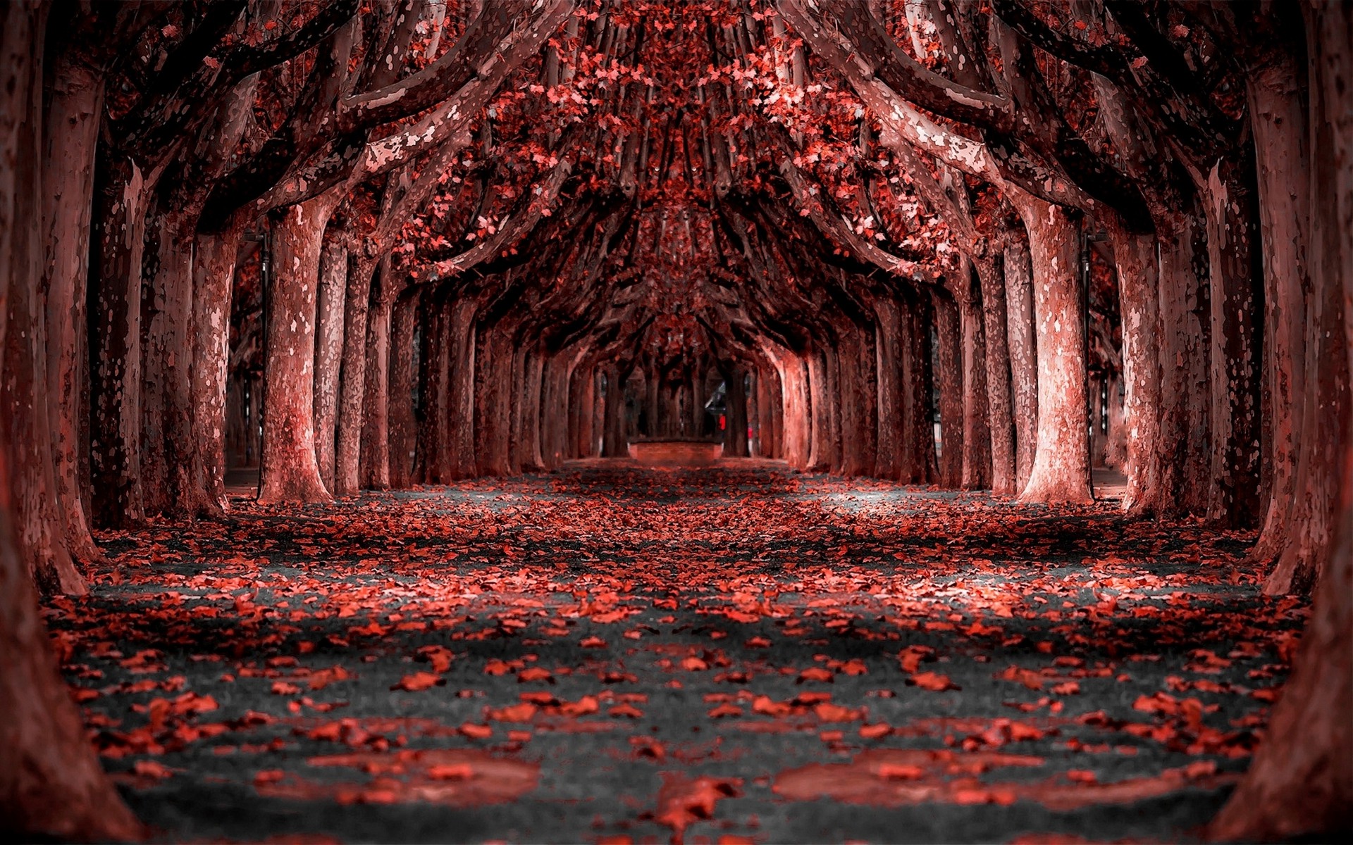 Red Forest Wallpapers