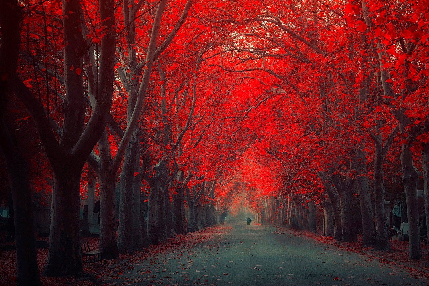 Red Forest Wallpapers