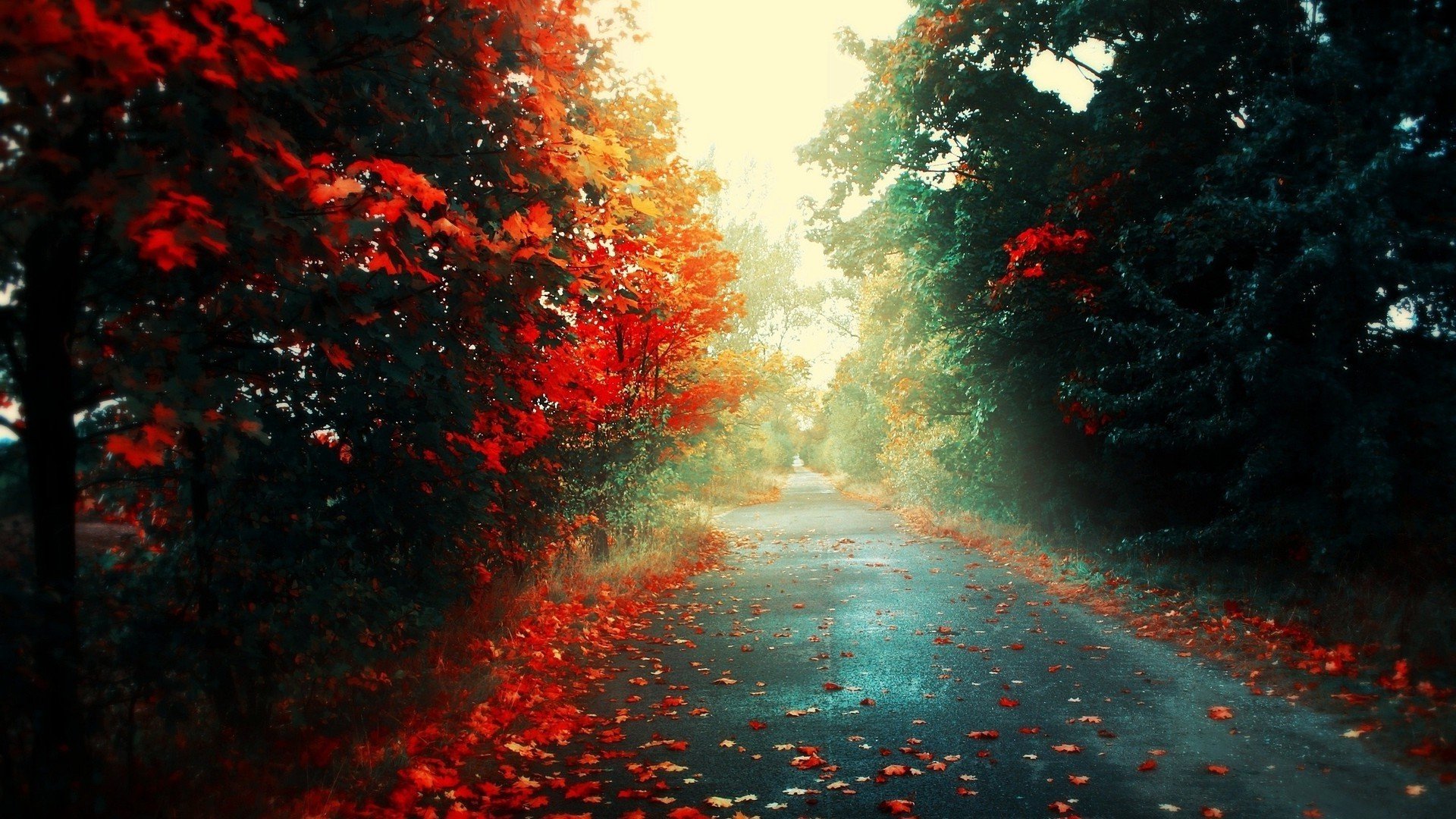 Red Forest Wallpapers