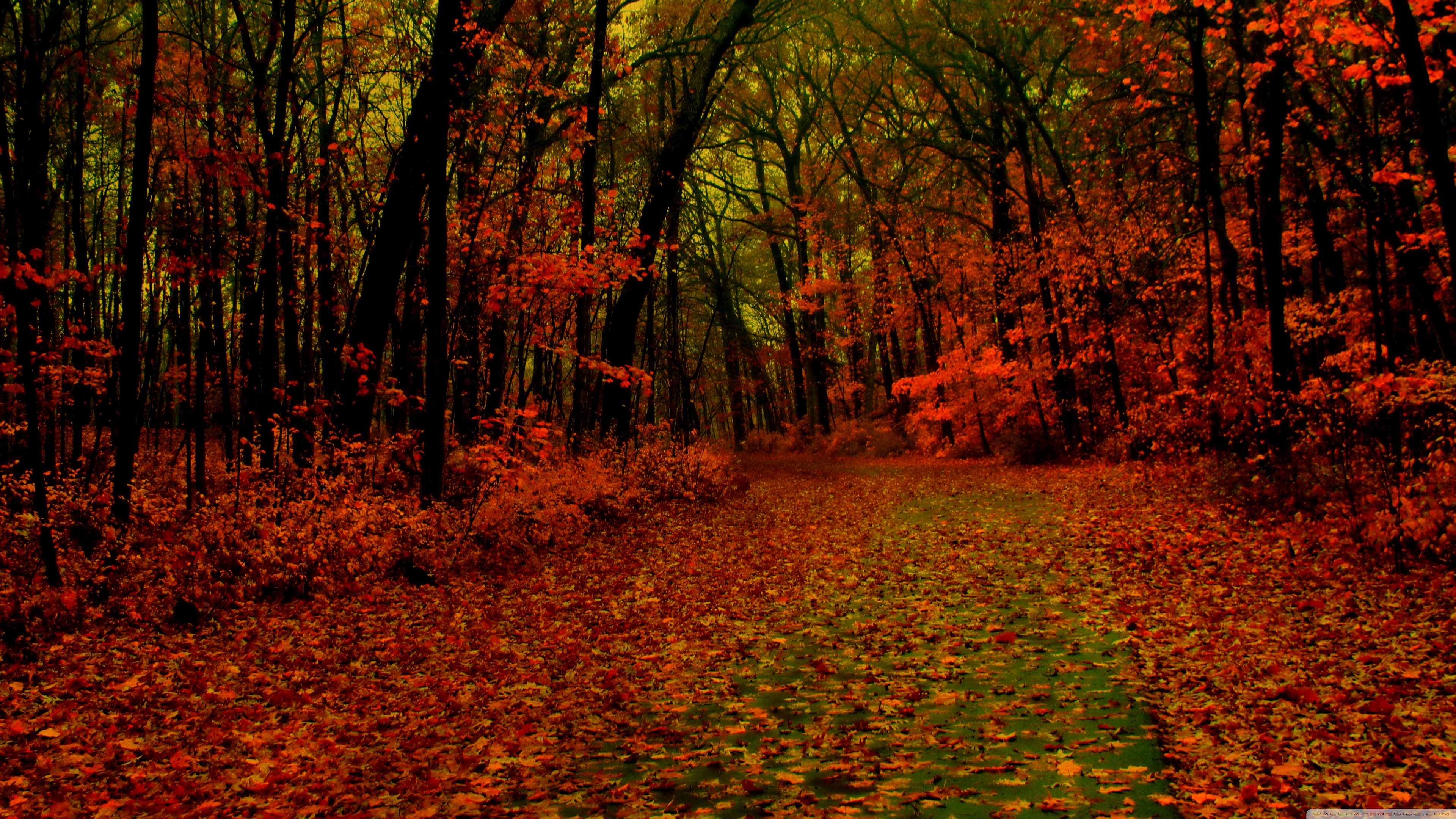 Red Forest Wallpapers