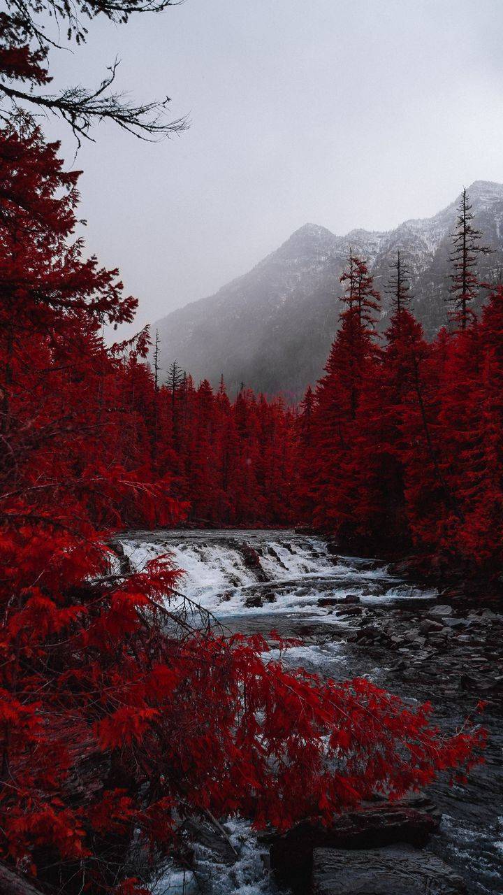 Red Forest Wallpapers