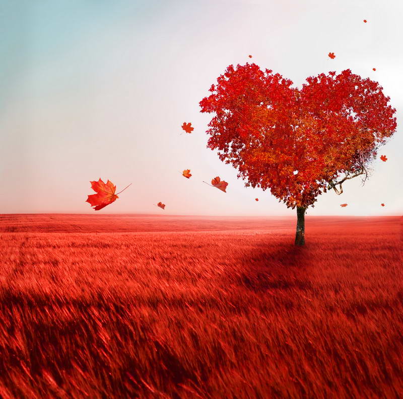 Red Heart Tree Wallpapers