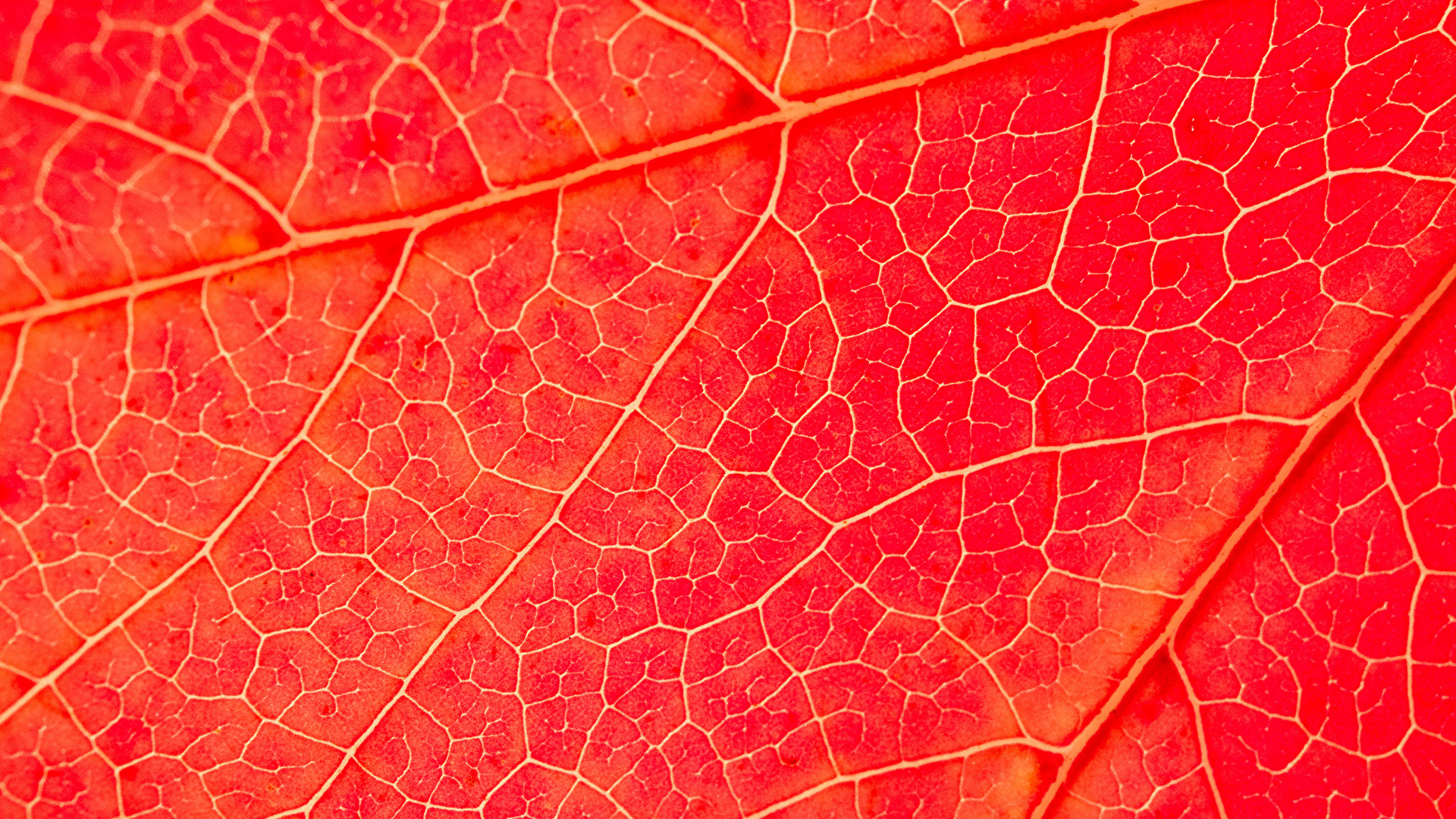 Red Leaf Macro Wallpapers