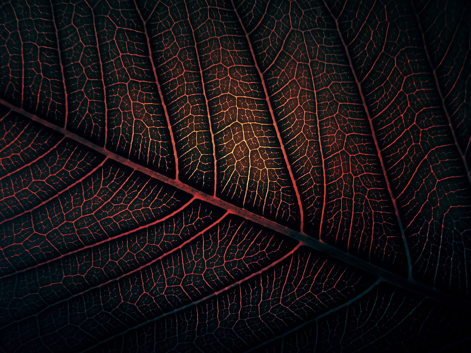 Red Leaf Macro Wallpapers