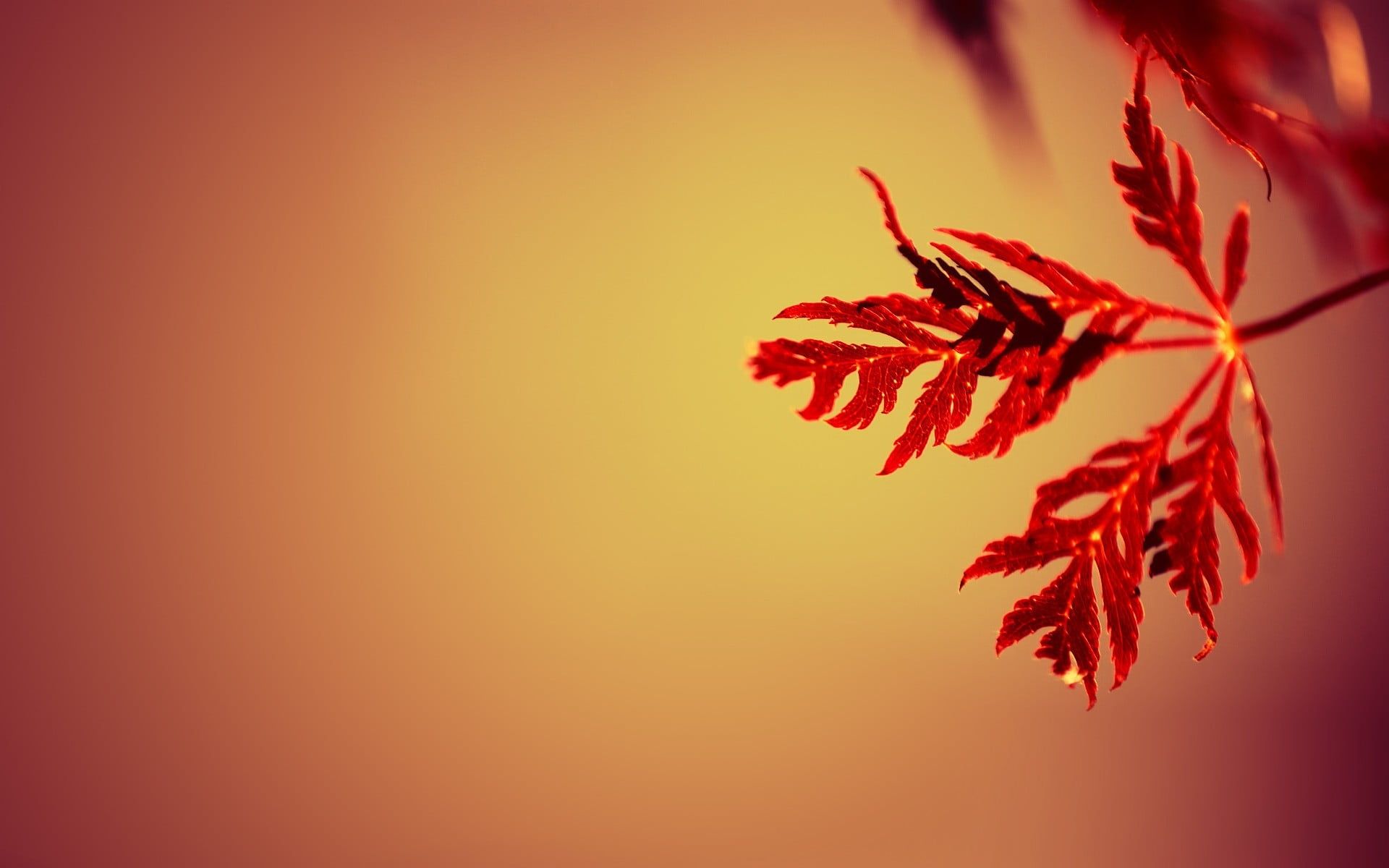 Red Leaf Macro Wallpapers