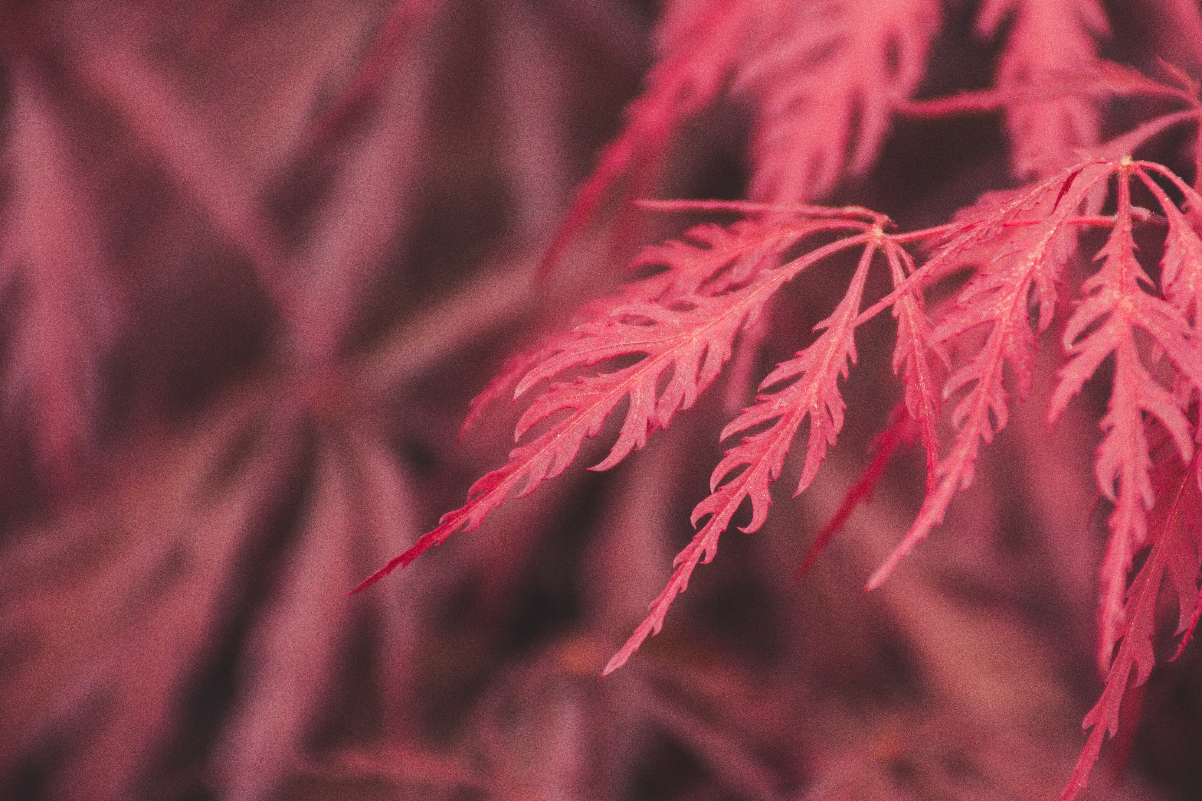 Red Leaf Macro Wallpapers