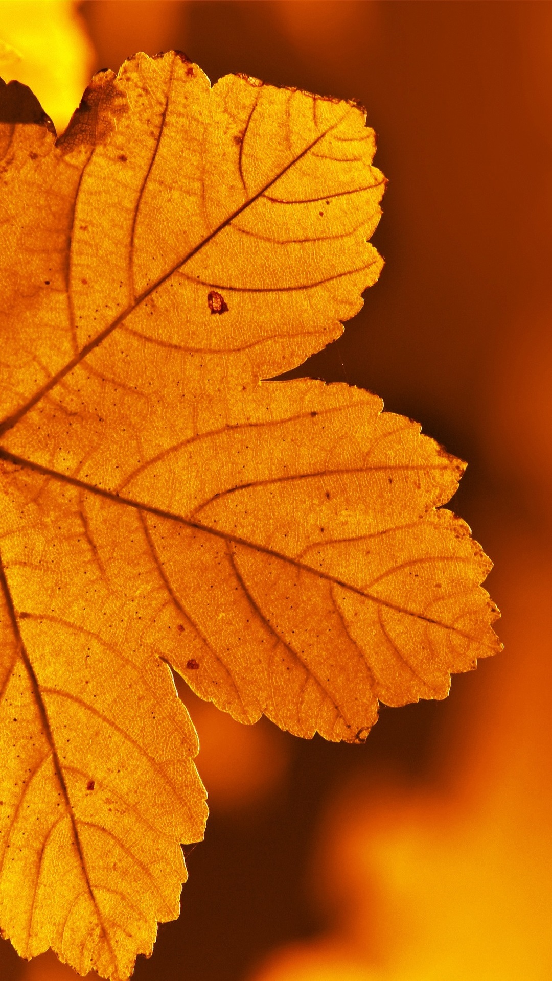 Red Leaf Macro Wallpapers