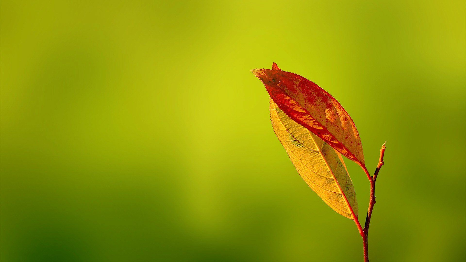 Red Leaf Macro Wallpapers