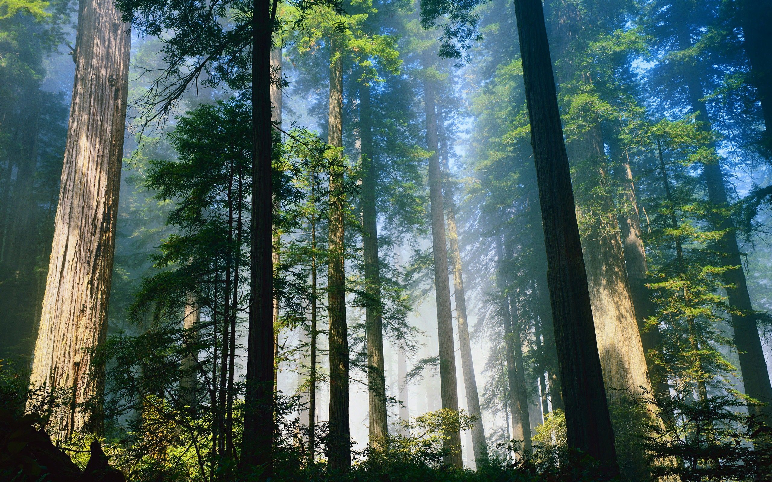 Redwood National And State Parks Wallpapers