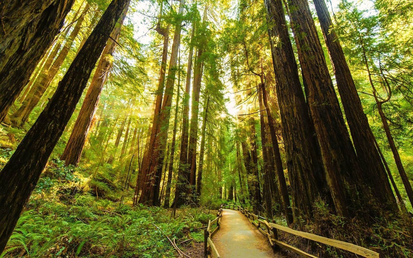 Redwood National And State Parks Wallpapers