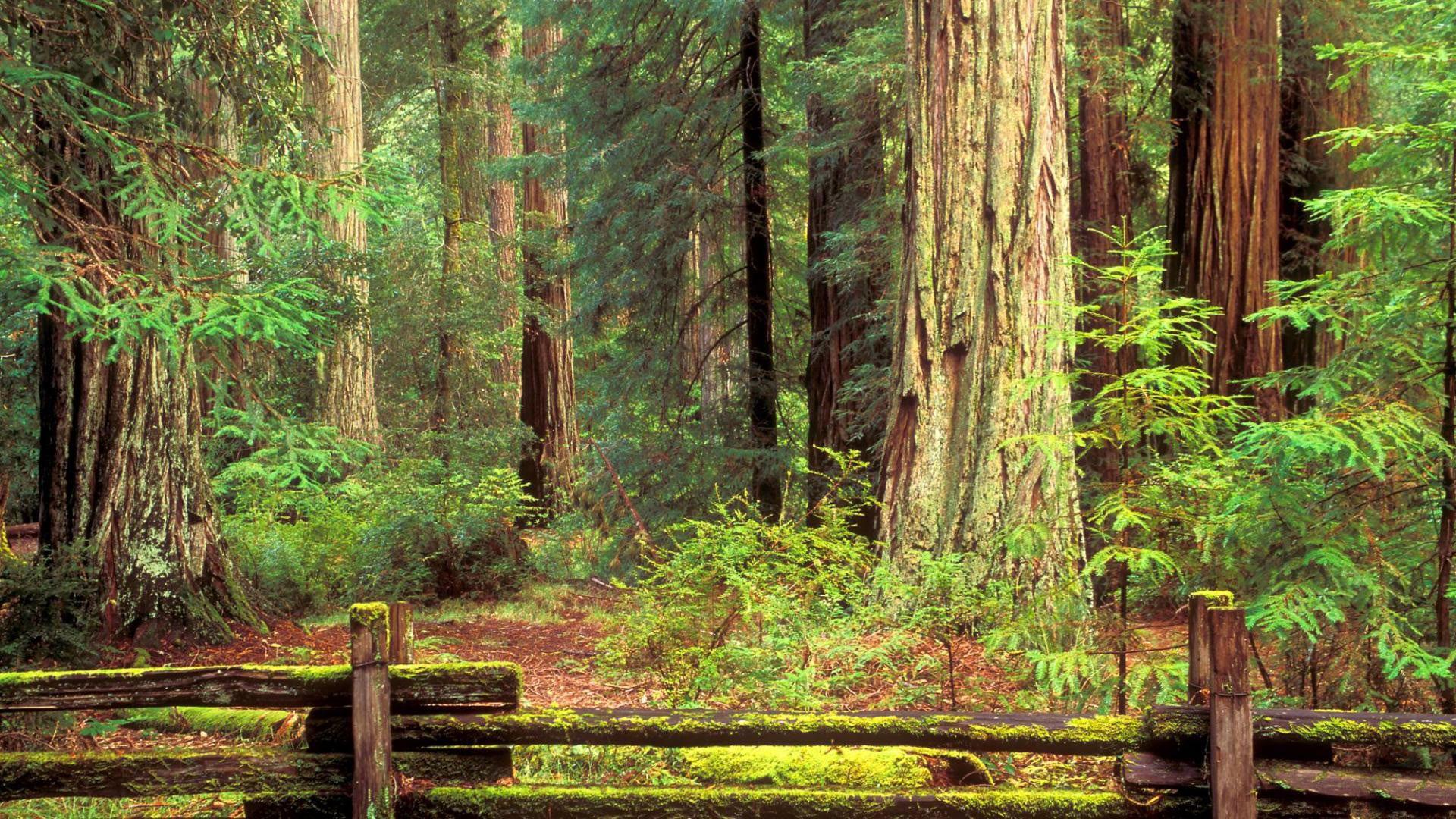 Redwood National And State Parks Wallpapers