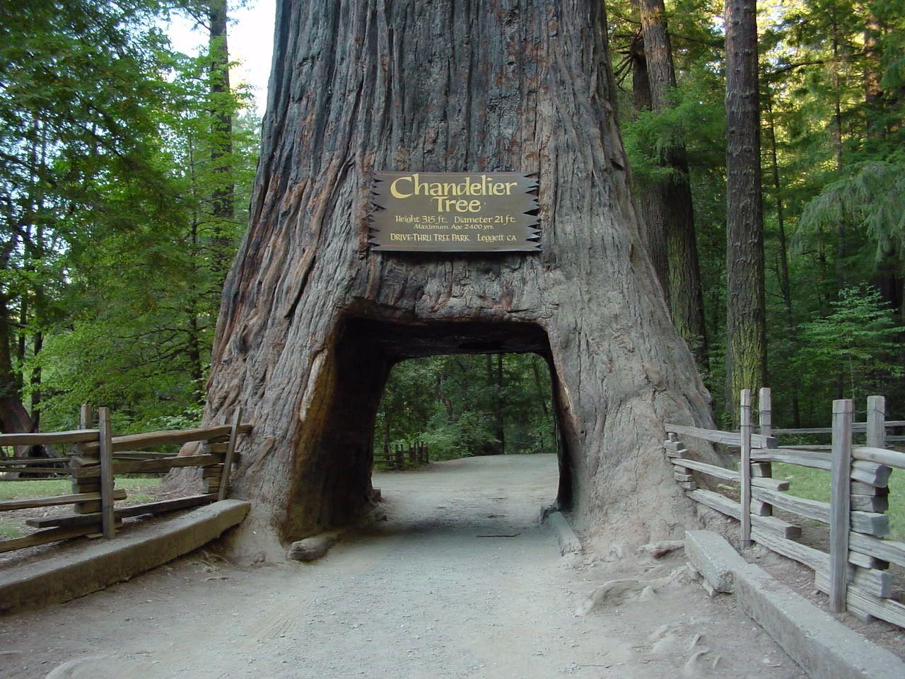 Redwood National And State Parks Wallpapers