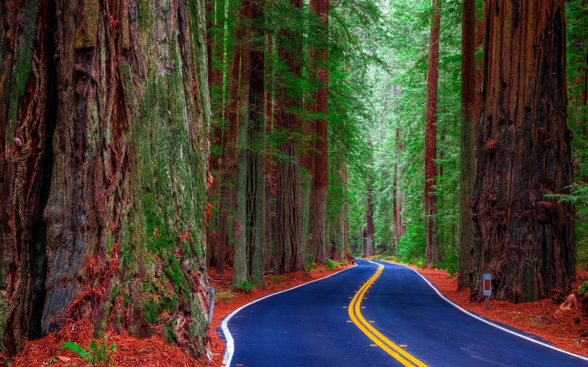 Redwood National And State Parks Wallpapers