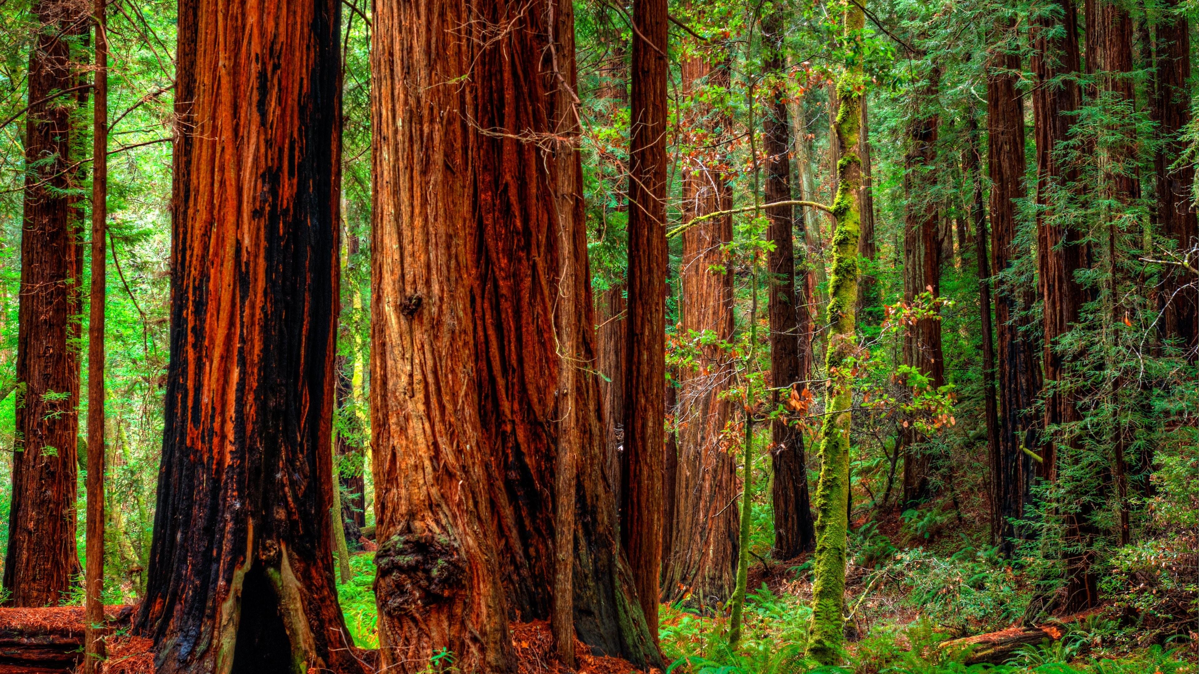 Redwood National And State Parks Wallpapers