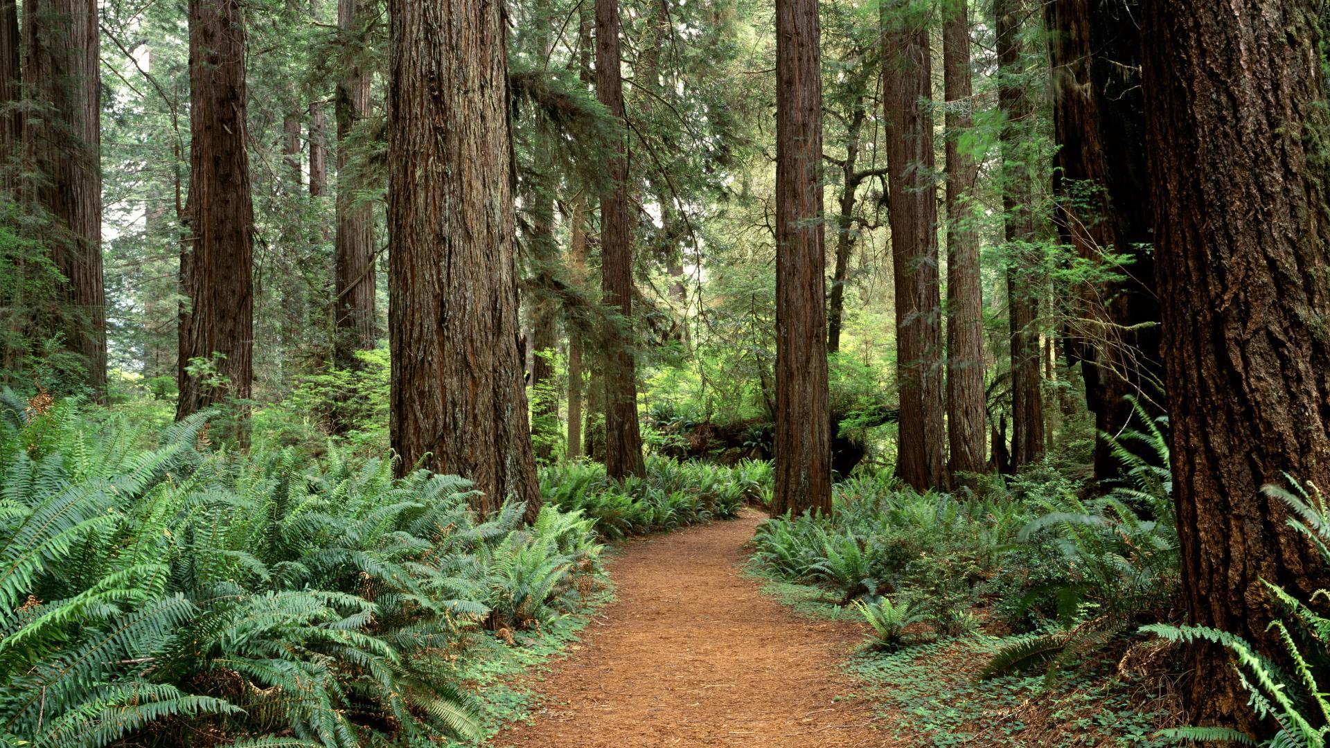 Redwood National And State Parks Wallpapers