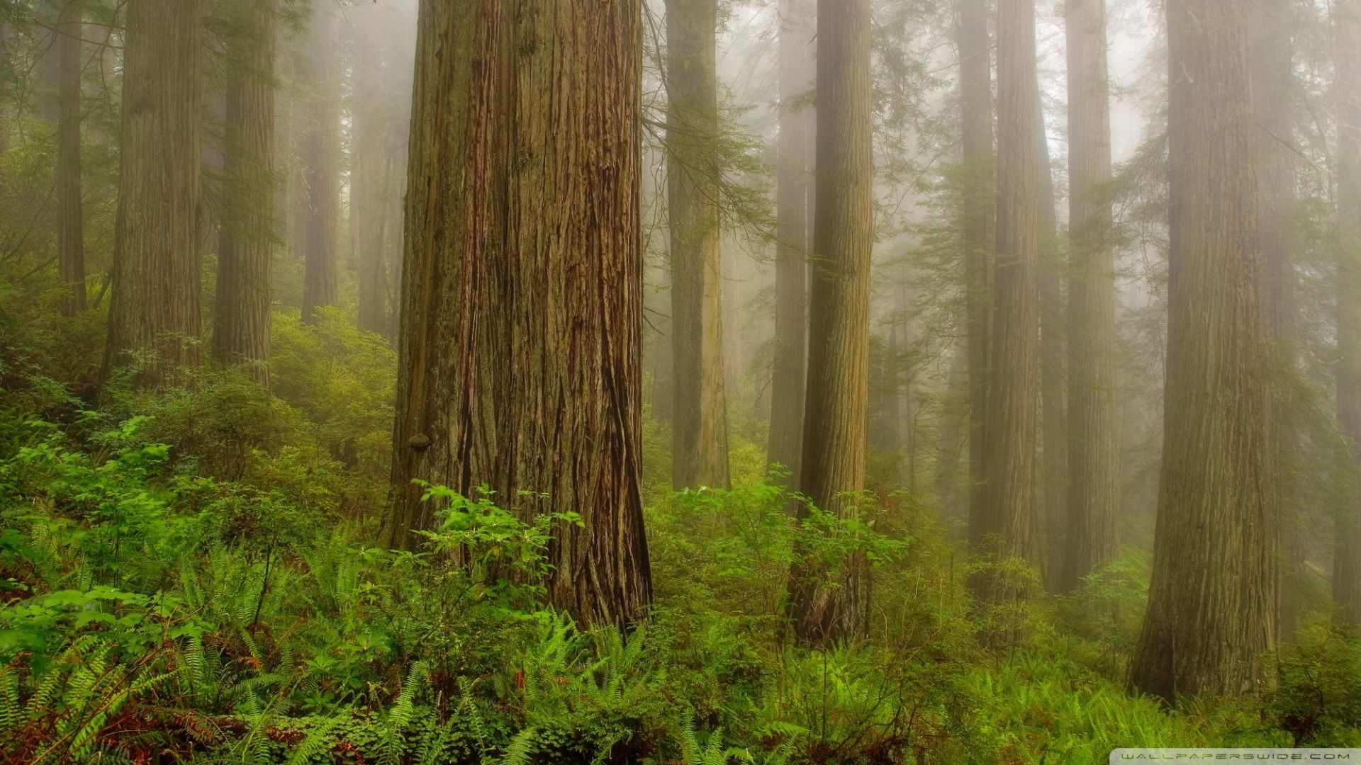 Redwood National And State Parks Wallpapers