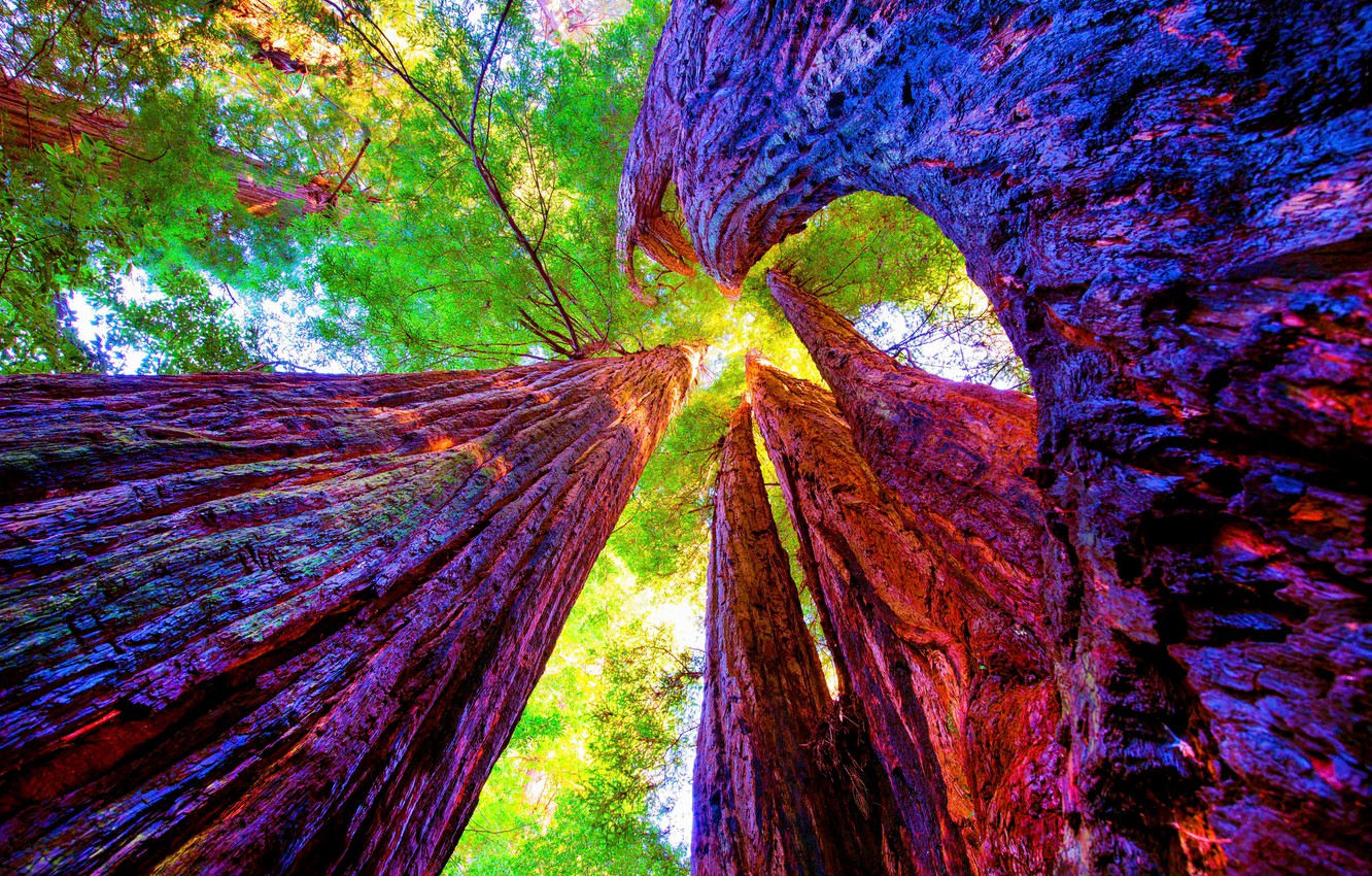 Redwood National And State Parks Wallpapers