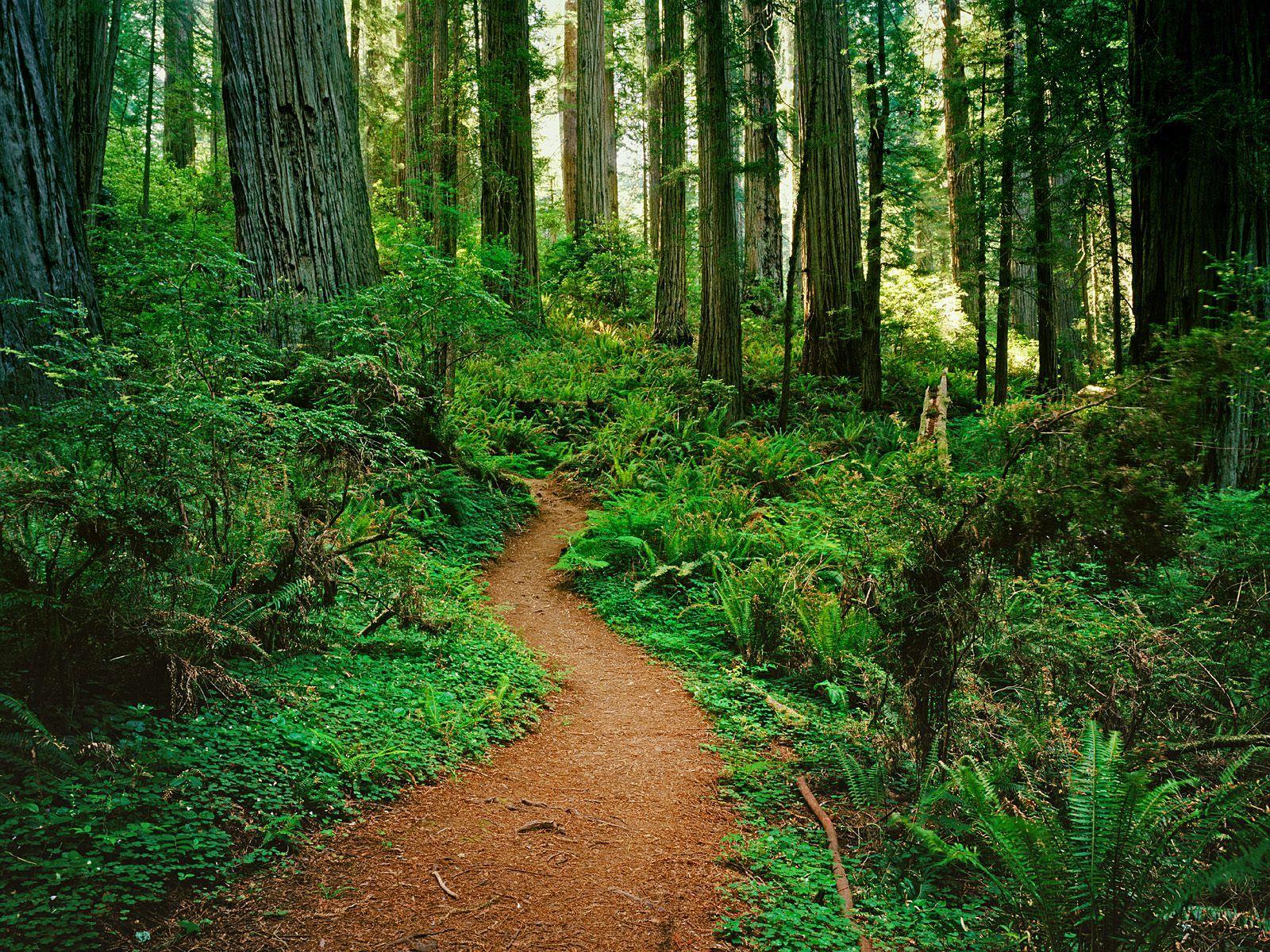 Redwood National And State Parks Wallpapers