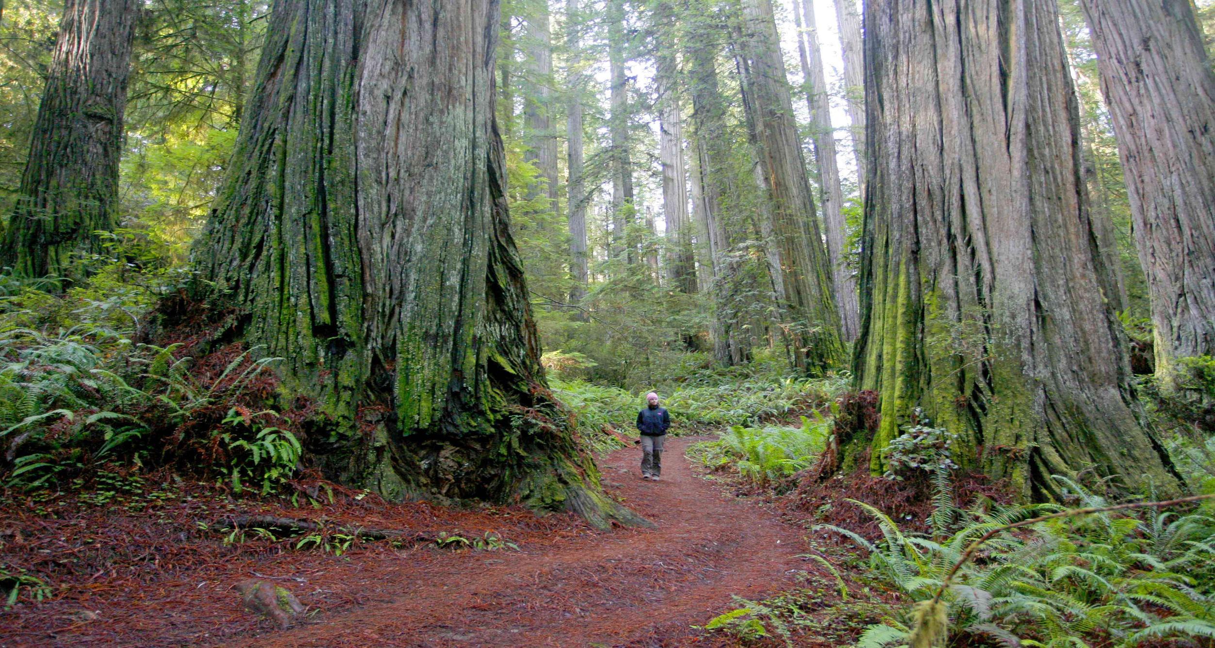 Redwood National And State Parks Wallpapers