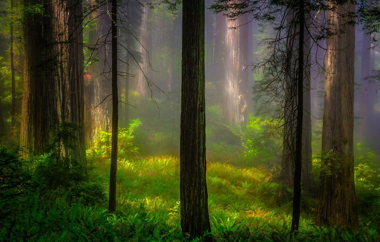 Redwood National And State Parks Wallpapers