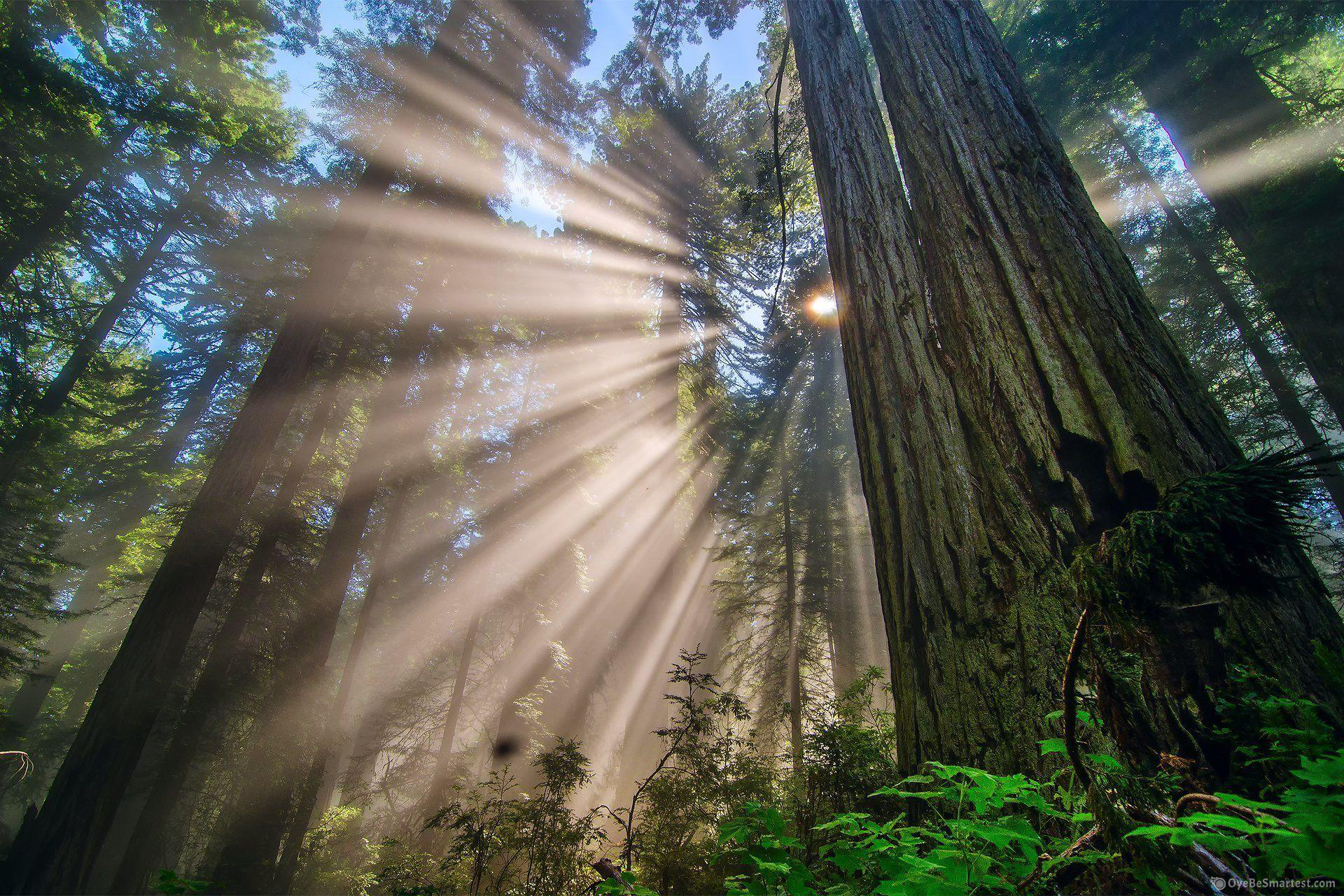 Redwood National And State Parks Wallpapers