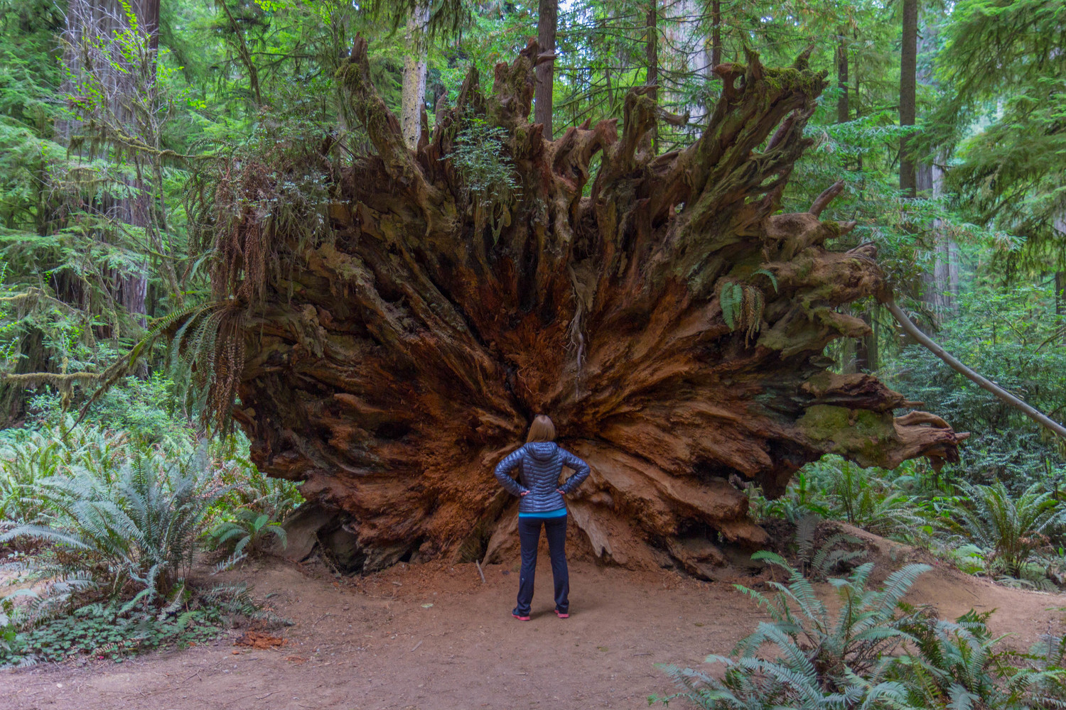 Redwood National And State Parks Wallpapers