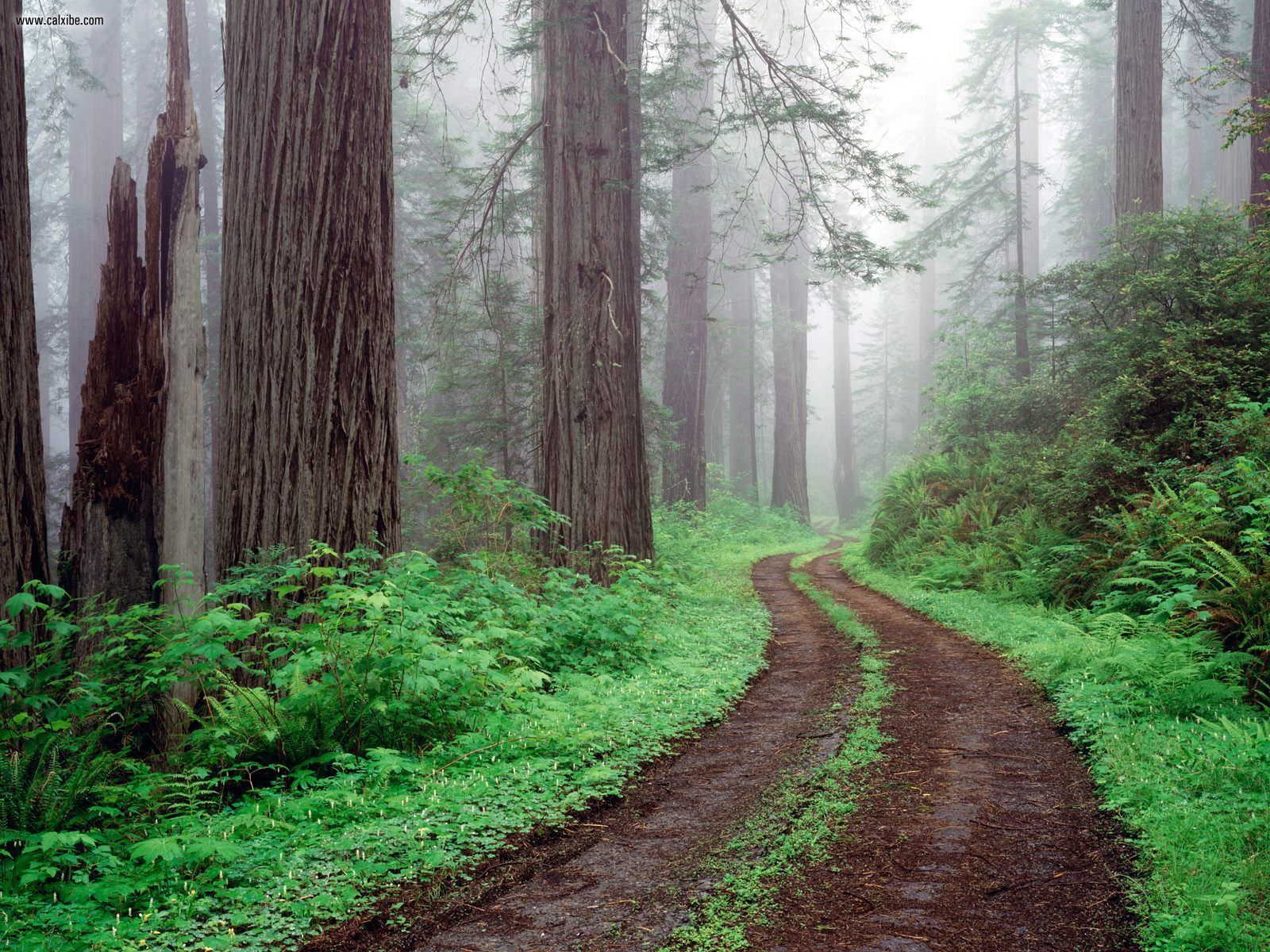 Redwood National And State Parks Wallpapers