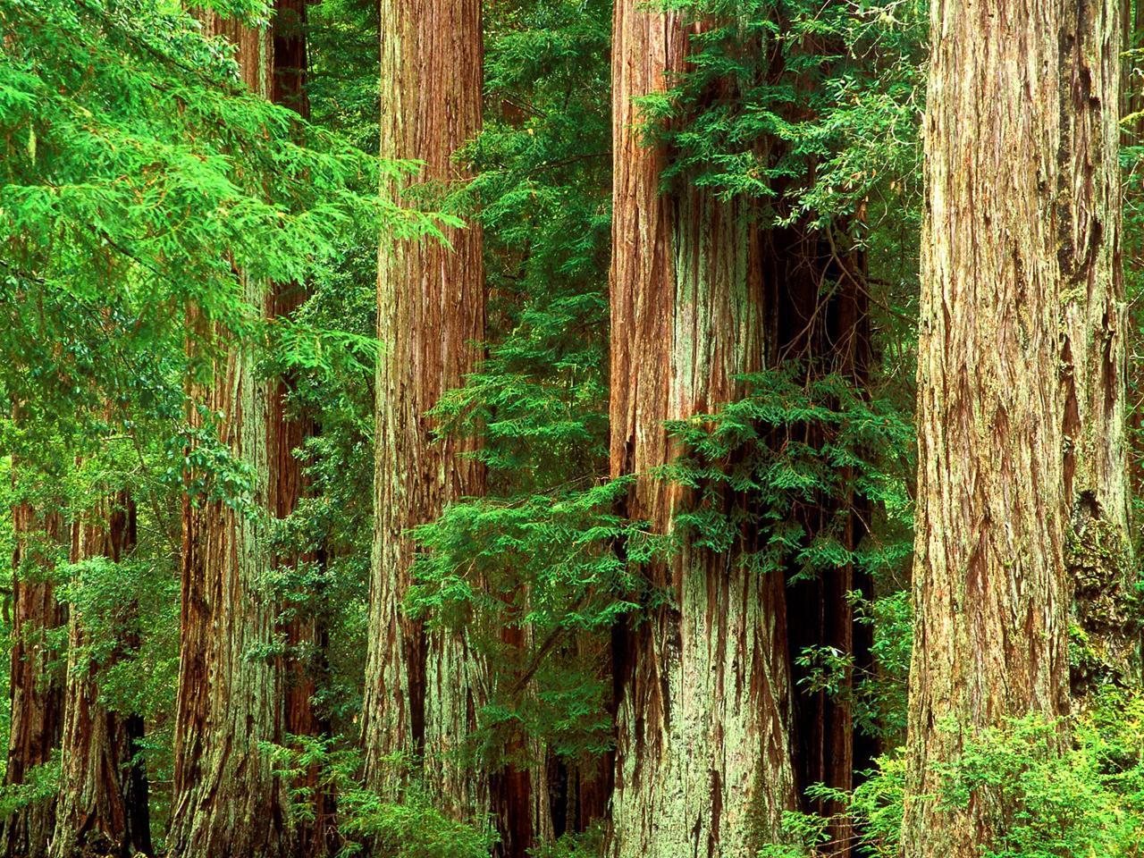 Redwood National And State Parks Wallpapers