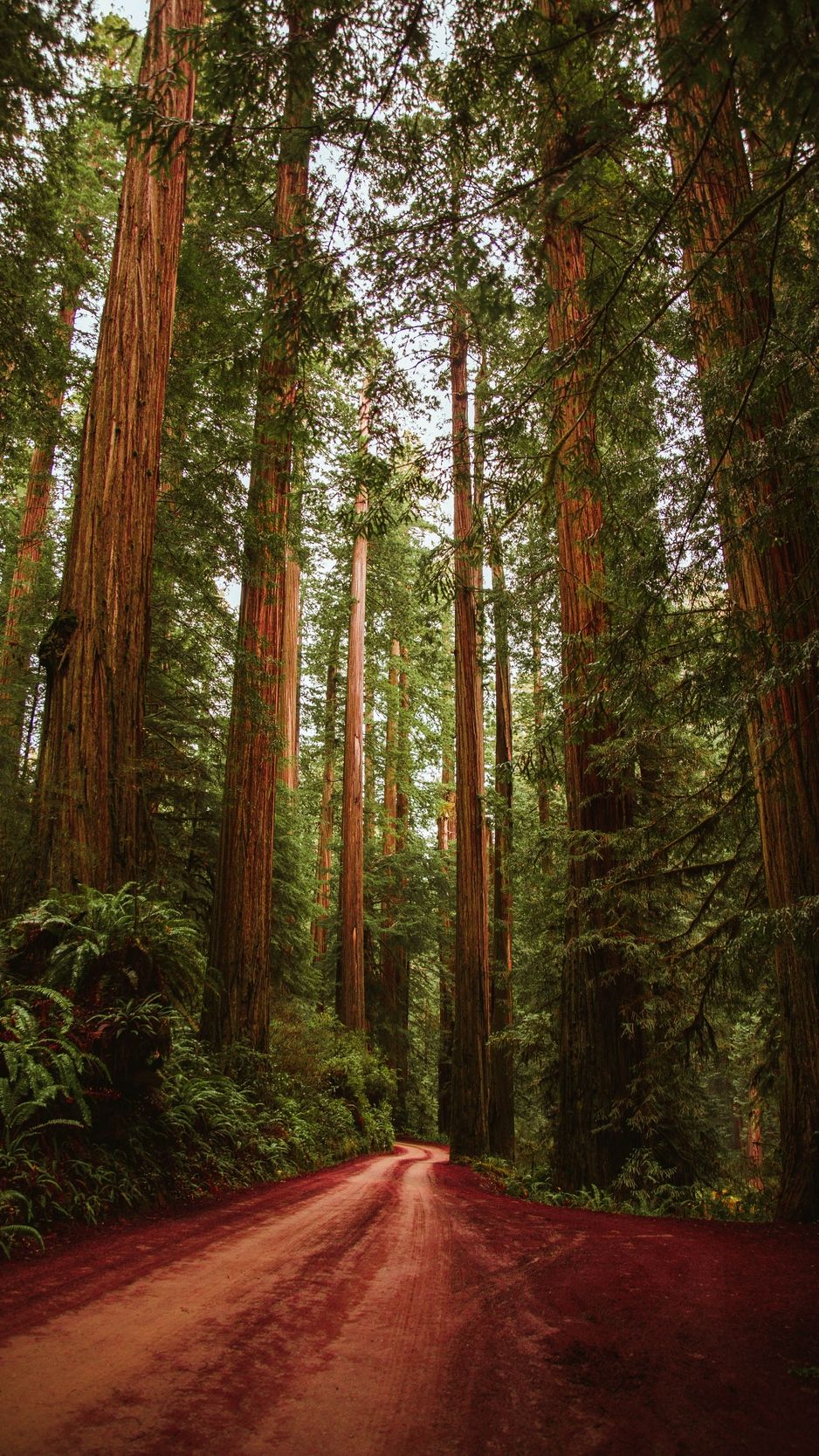 Redwood National And State Parks Wallpapers