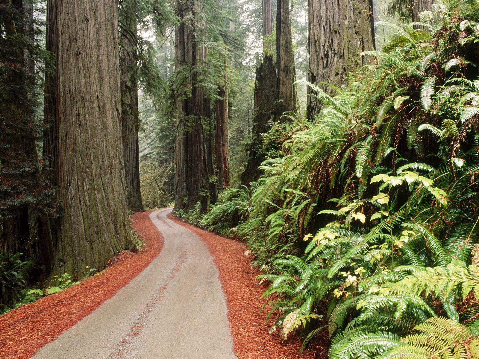 Redwood National And State Parks Wallpapers