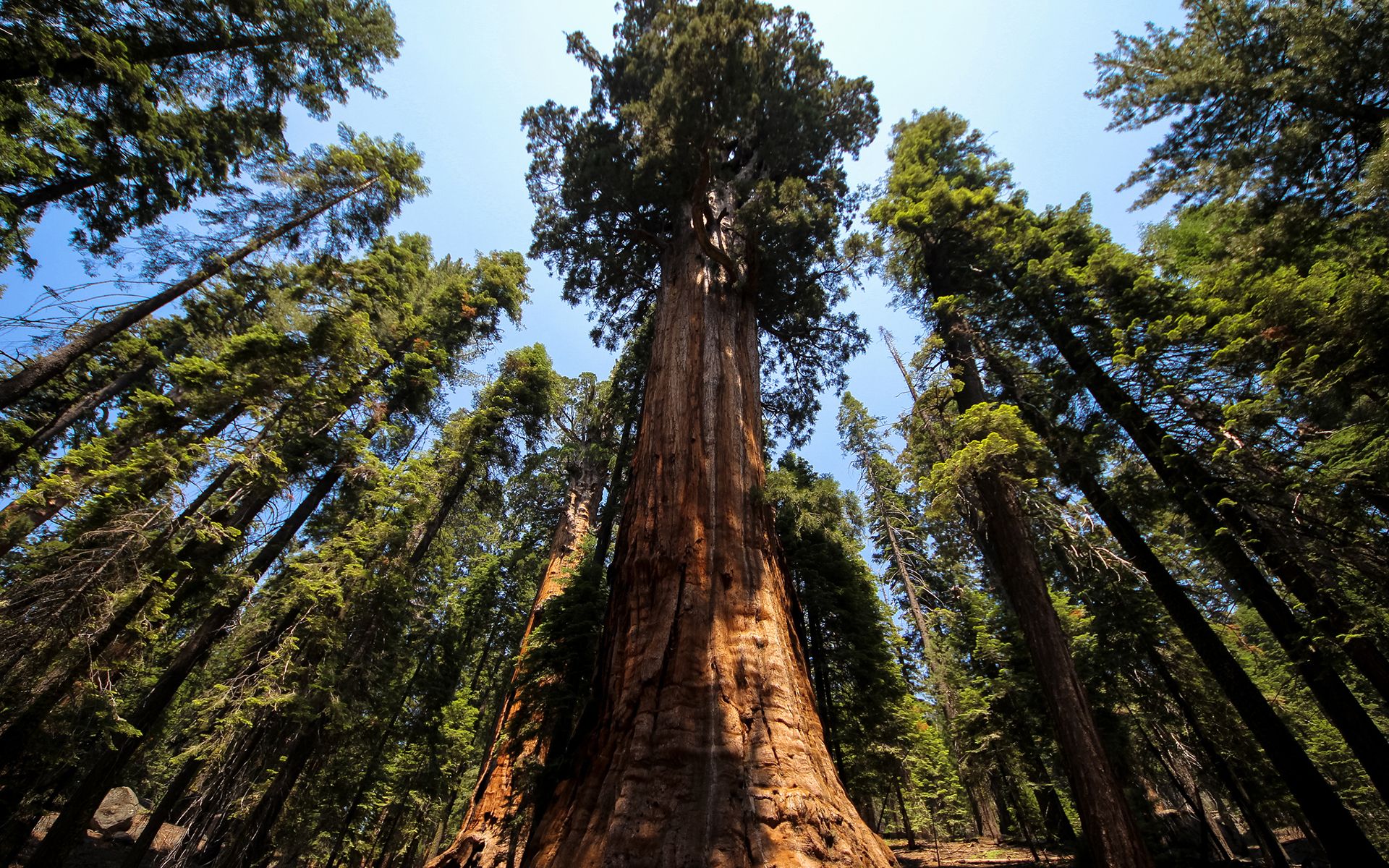 Redwood National And State Parks Wallpapers