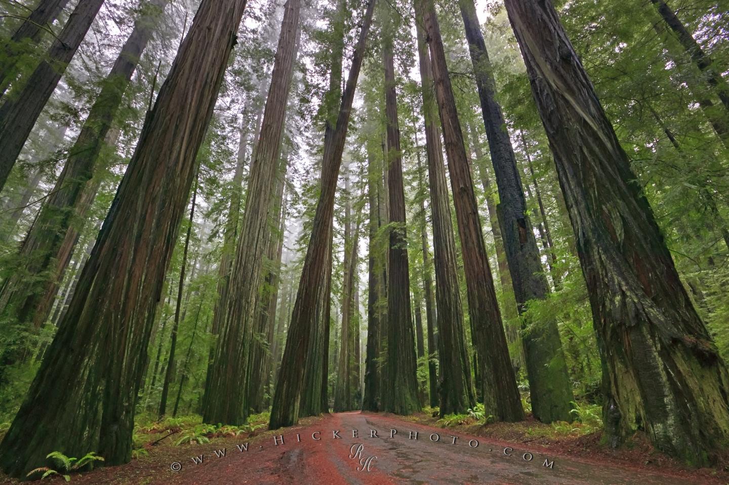 Redwood National And State Parks Wallpapers