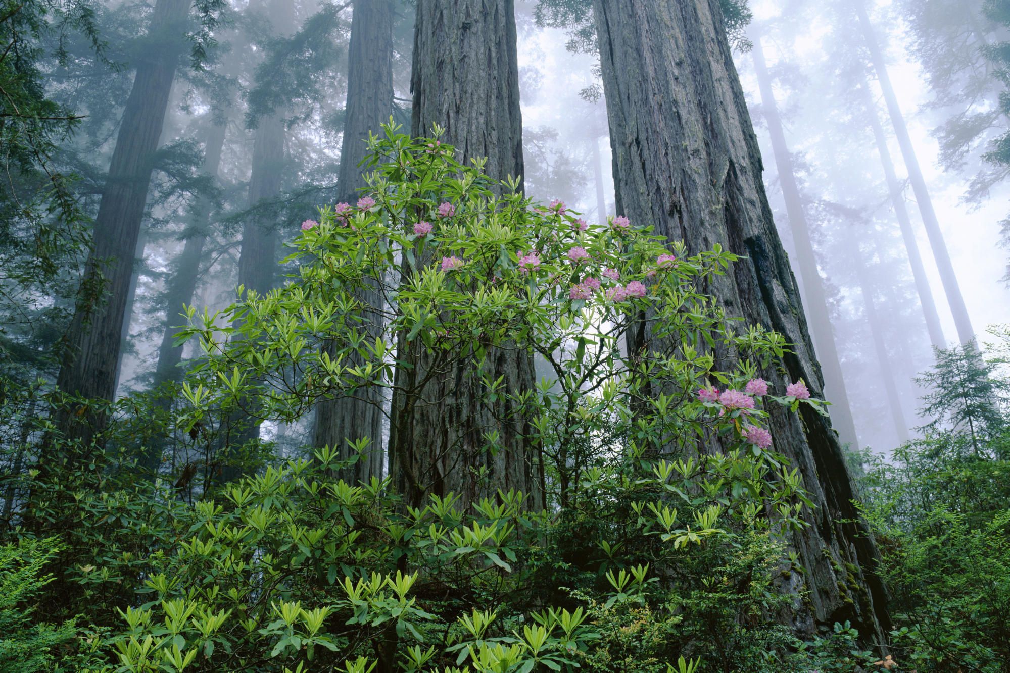 Redwood National And State Parks Wallpapers