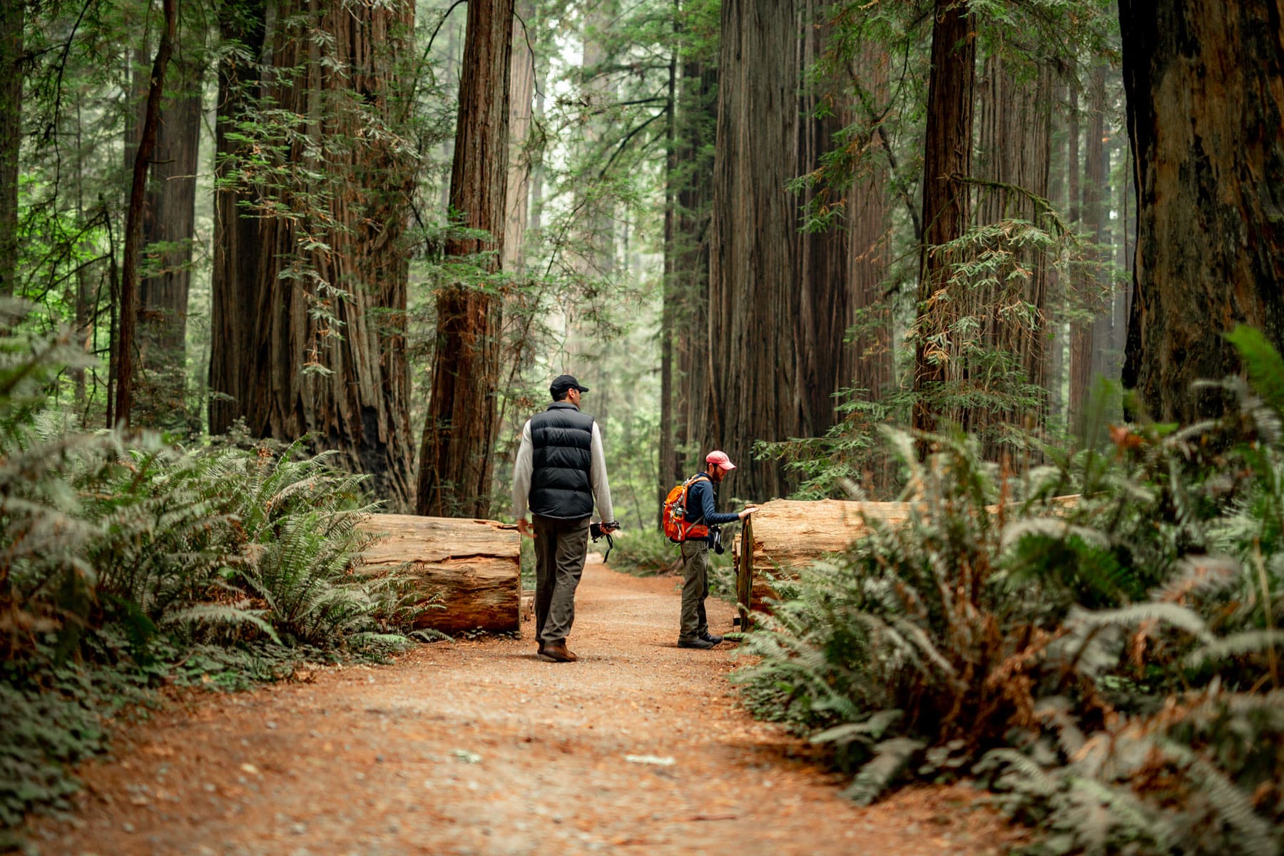 Redwood National And State Parks Wallpapers