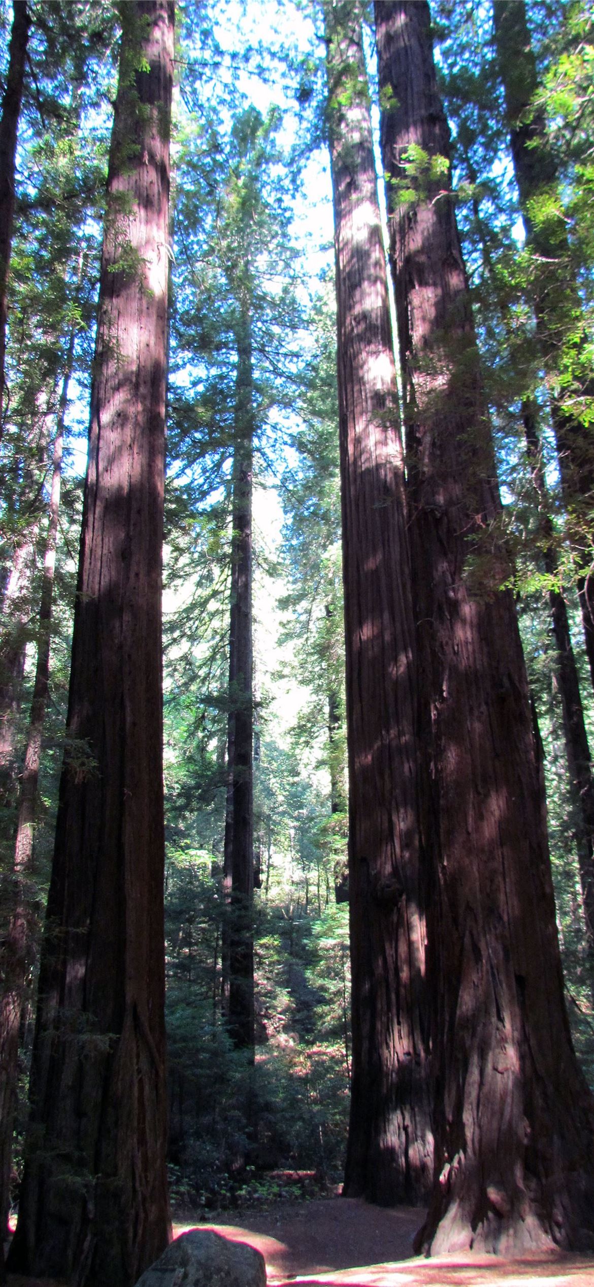 Redwood National And State Parks Wallpapers